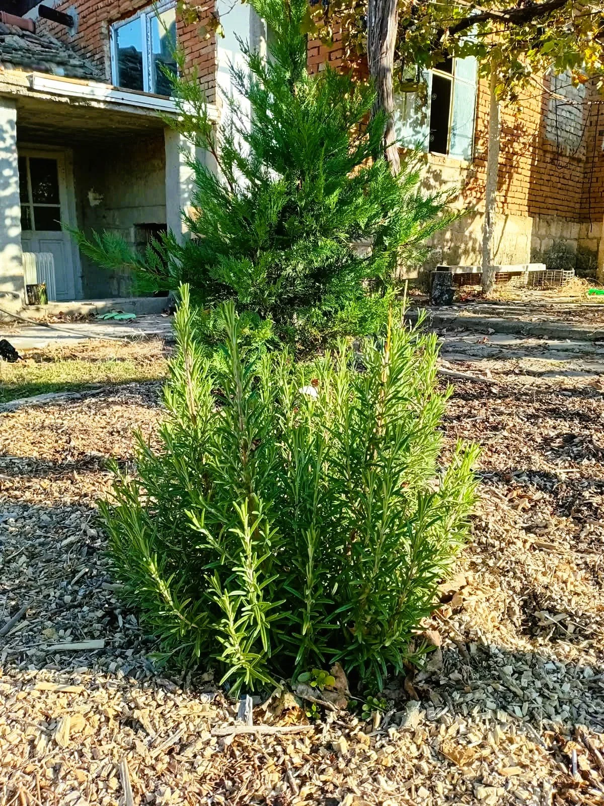 oregano.jpeg
