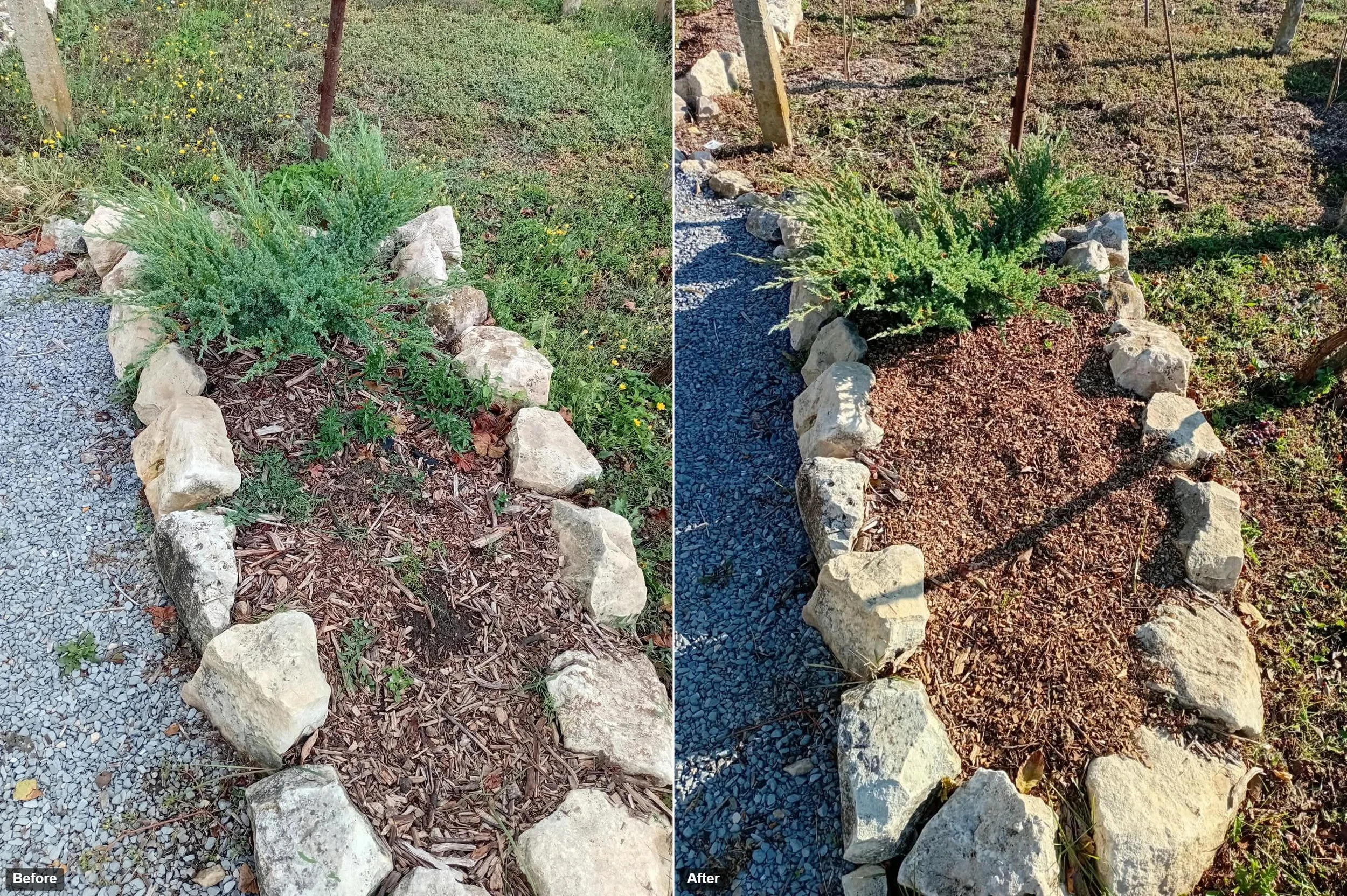 before-after juniper.jpg
