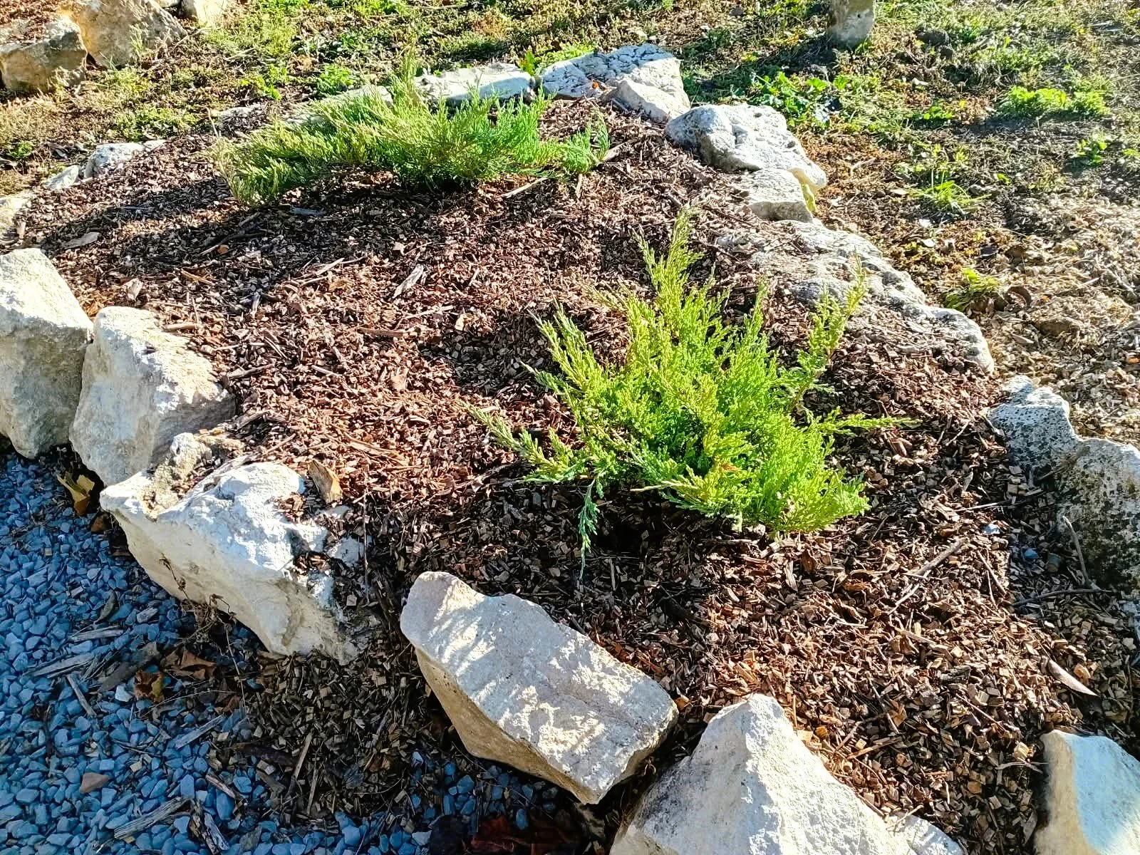 new junipers.jpeg
