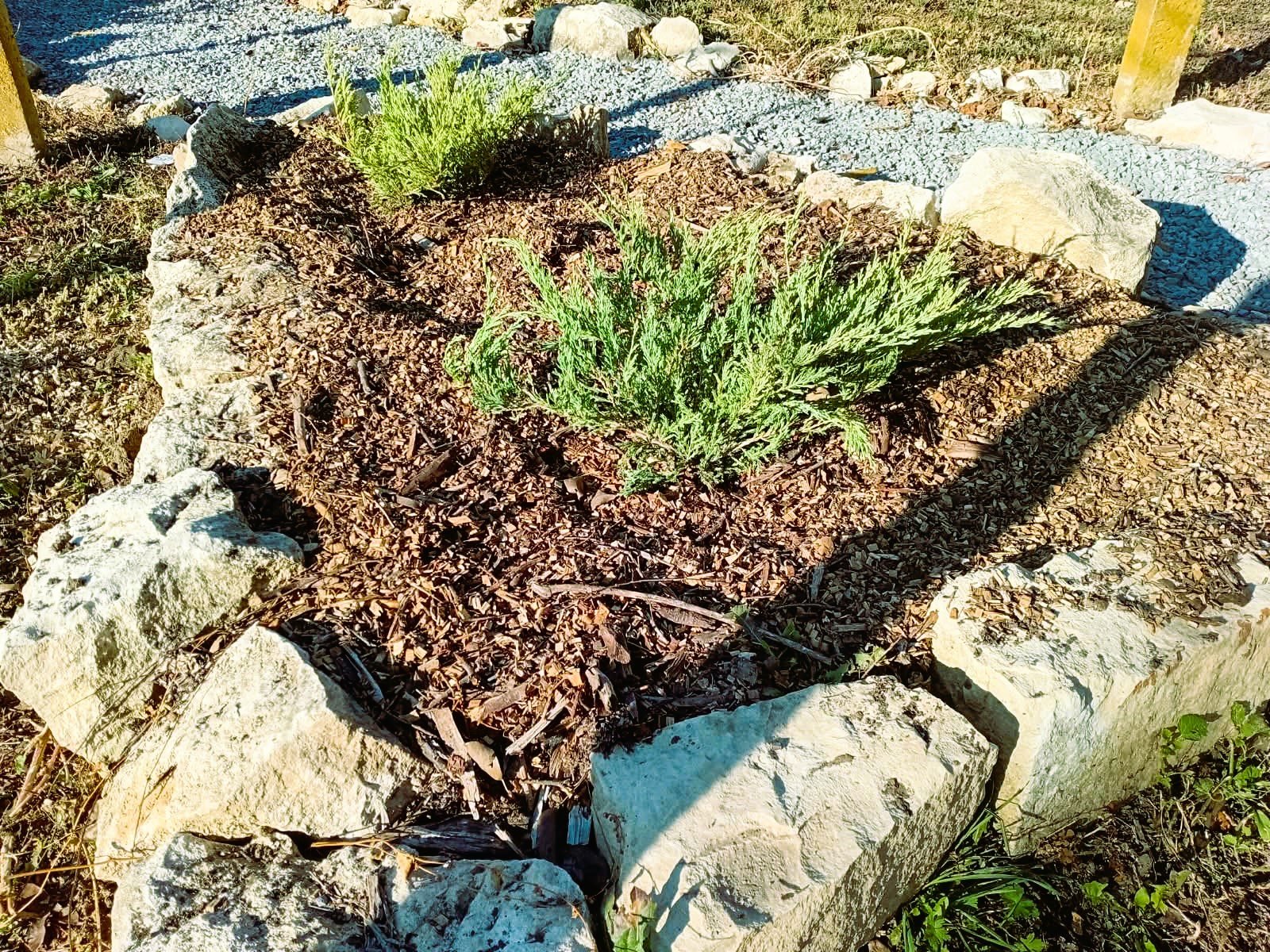 new junipers 2.jpeg