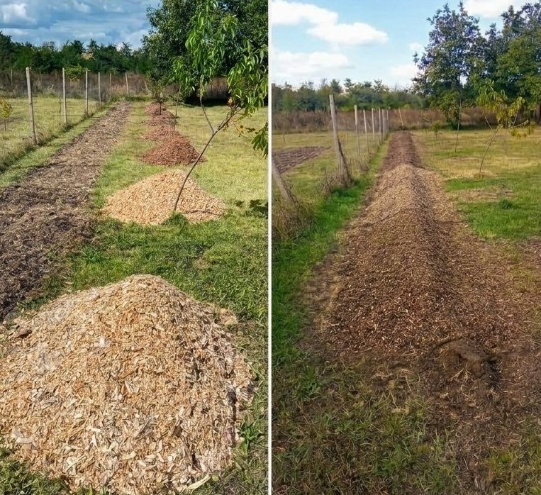 berry row before and after.jpg