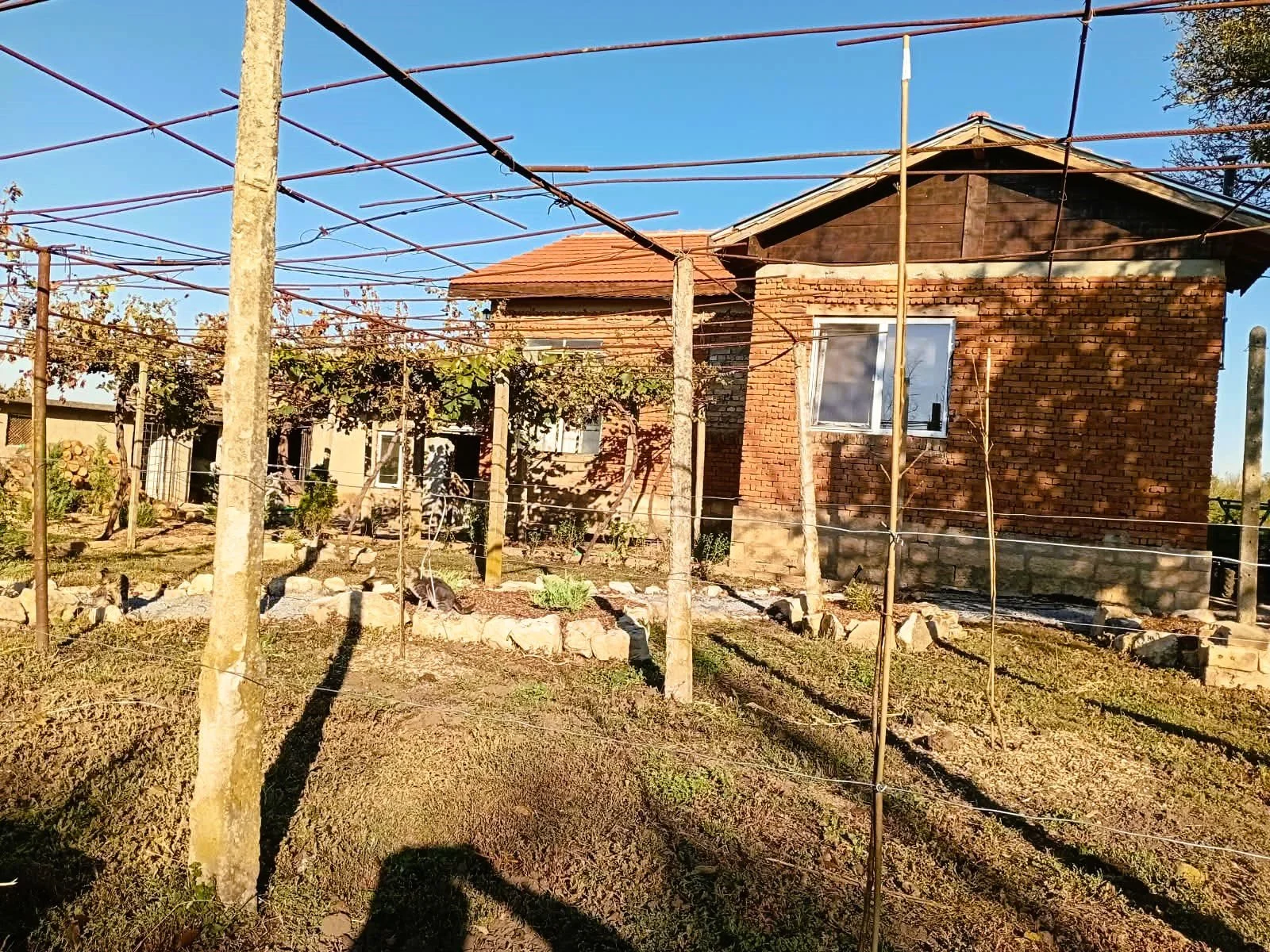 front house trees.jpeg