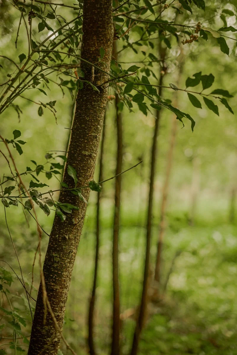 pommenature_laurinephoto-2.jpg