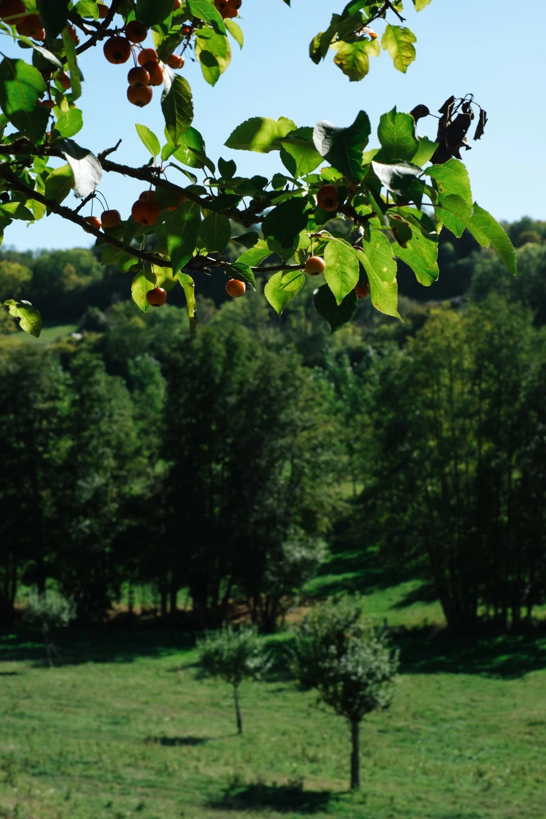 pommenature_gaellefaure-35.jpg
