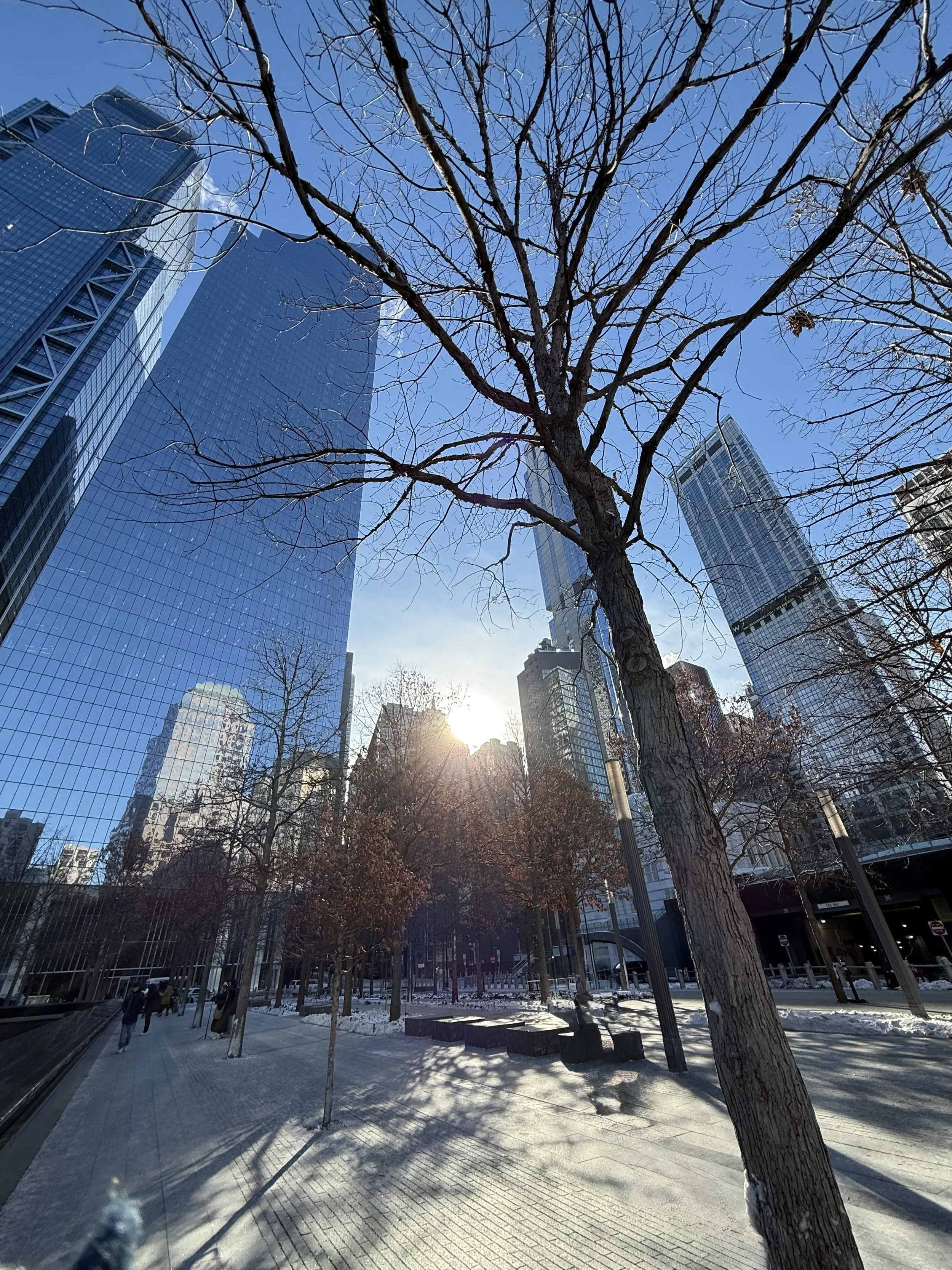 Tall modern glass skyscrapers with reflections, leafless trees, and a sidewalk illuminated by the sun, in an urban cityscape on a clear winter day.