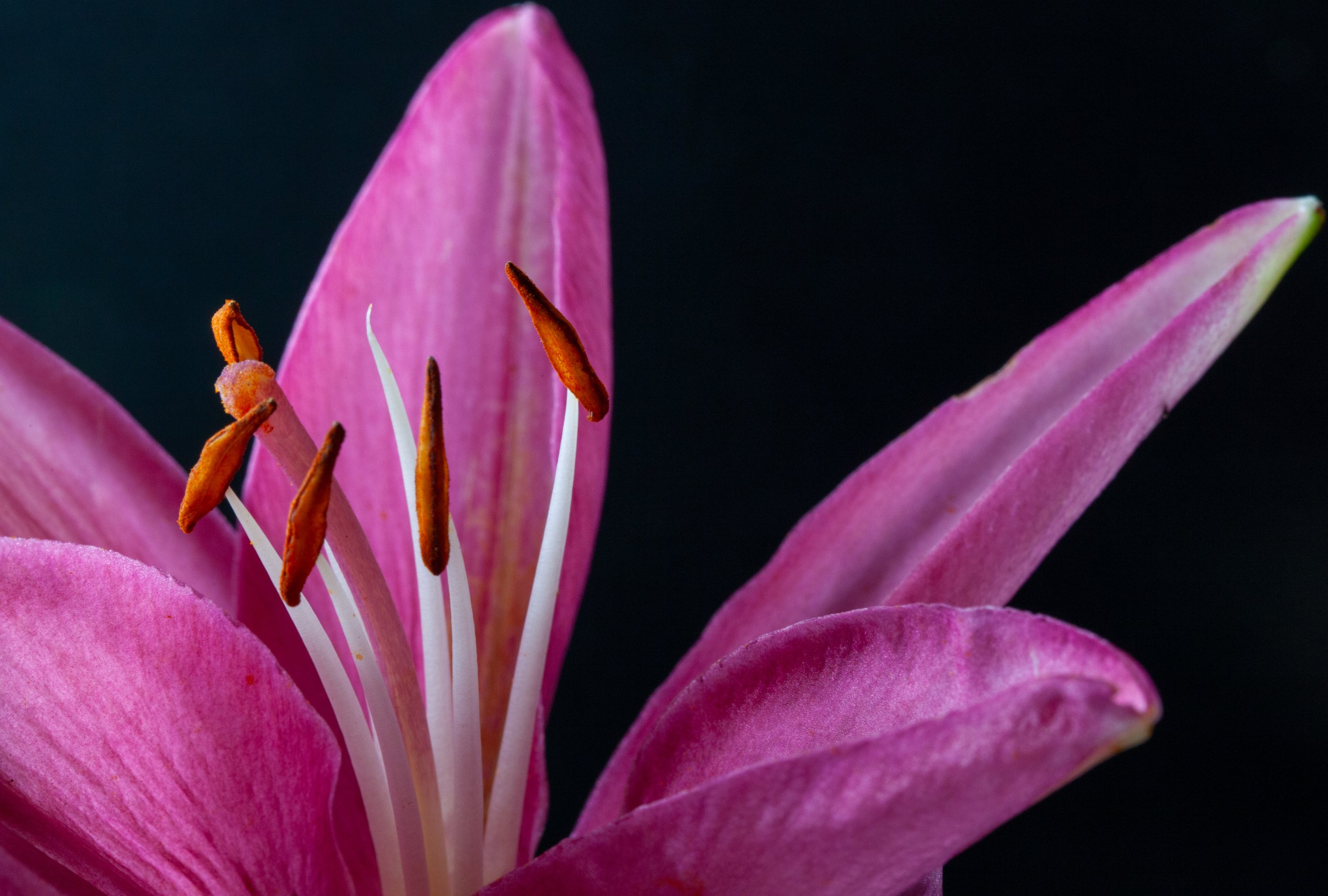 “Unfurled”