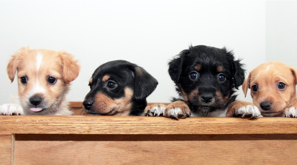 Four puppies of differing shades of black and caramel poke their heads above a board with their paws resting on it.