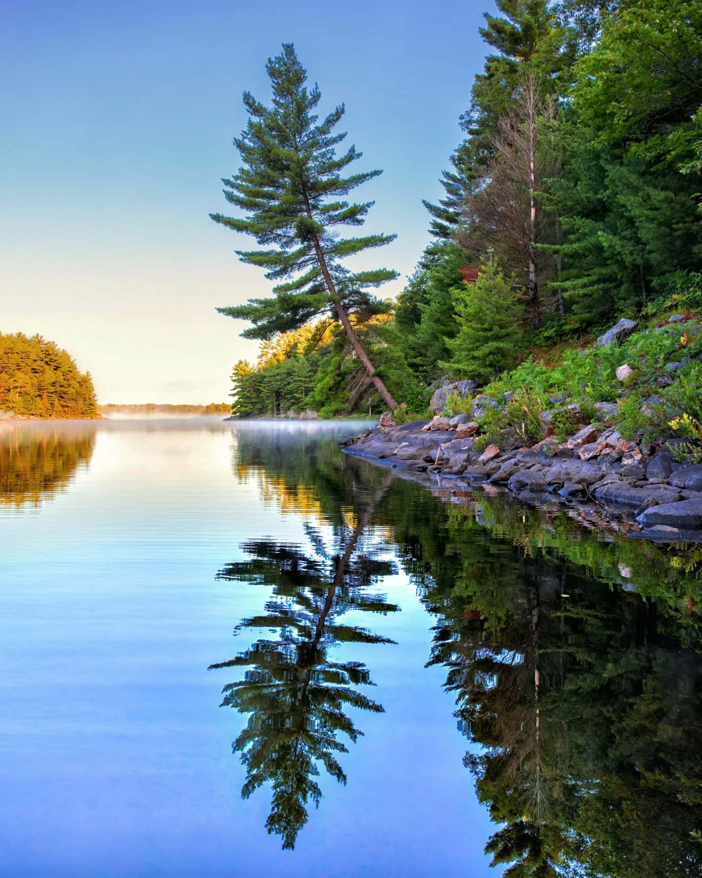 A peaceful lake scene with a leaning pine tree on the rocky shoreline, reflecting in the calm water, surrounded by lush green trees under a clear blue sky.