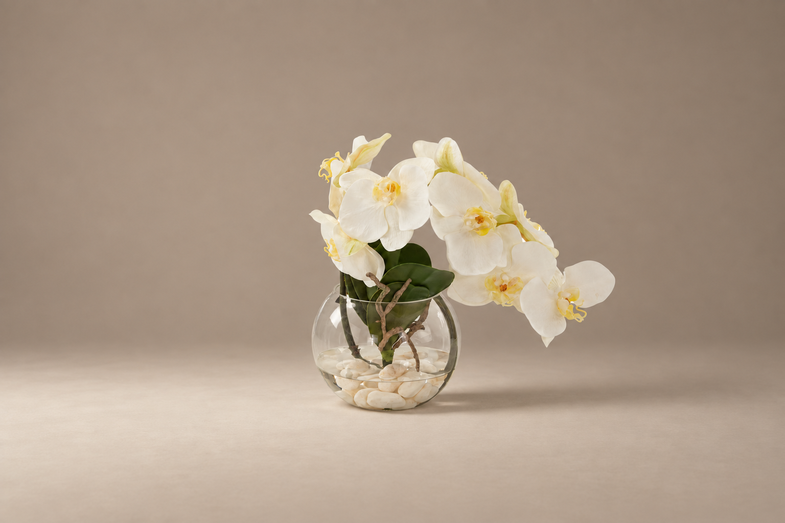White Orchid