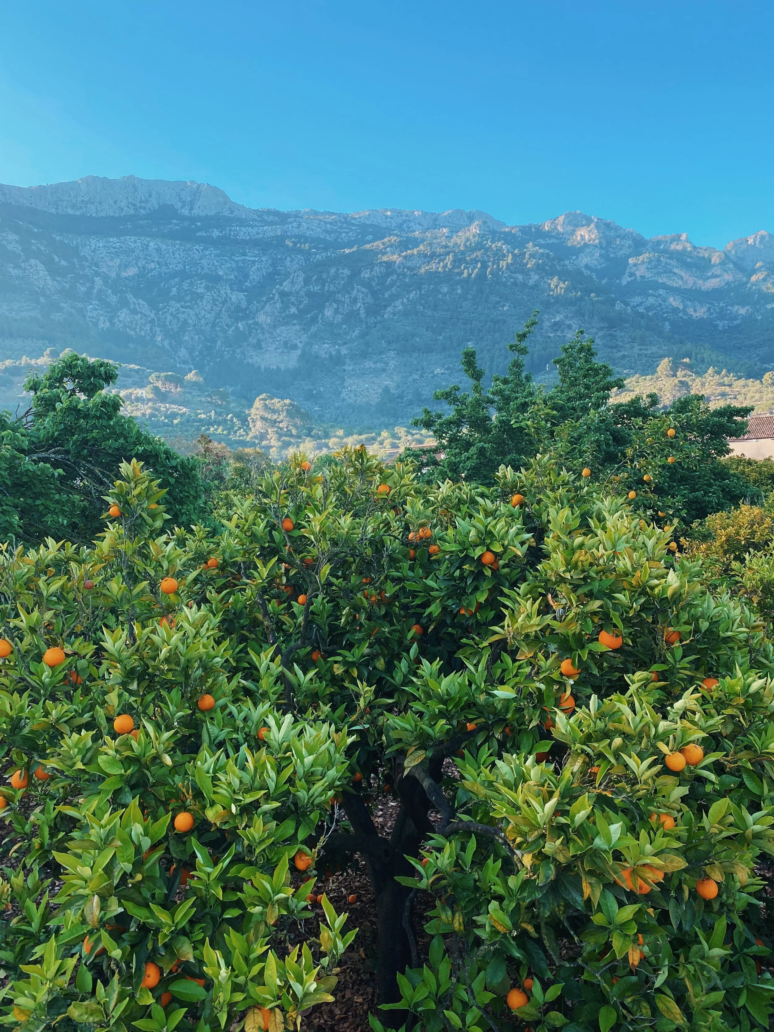 majorca copy.jpg
