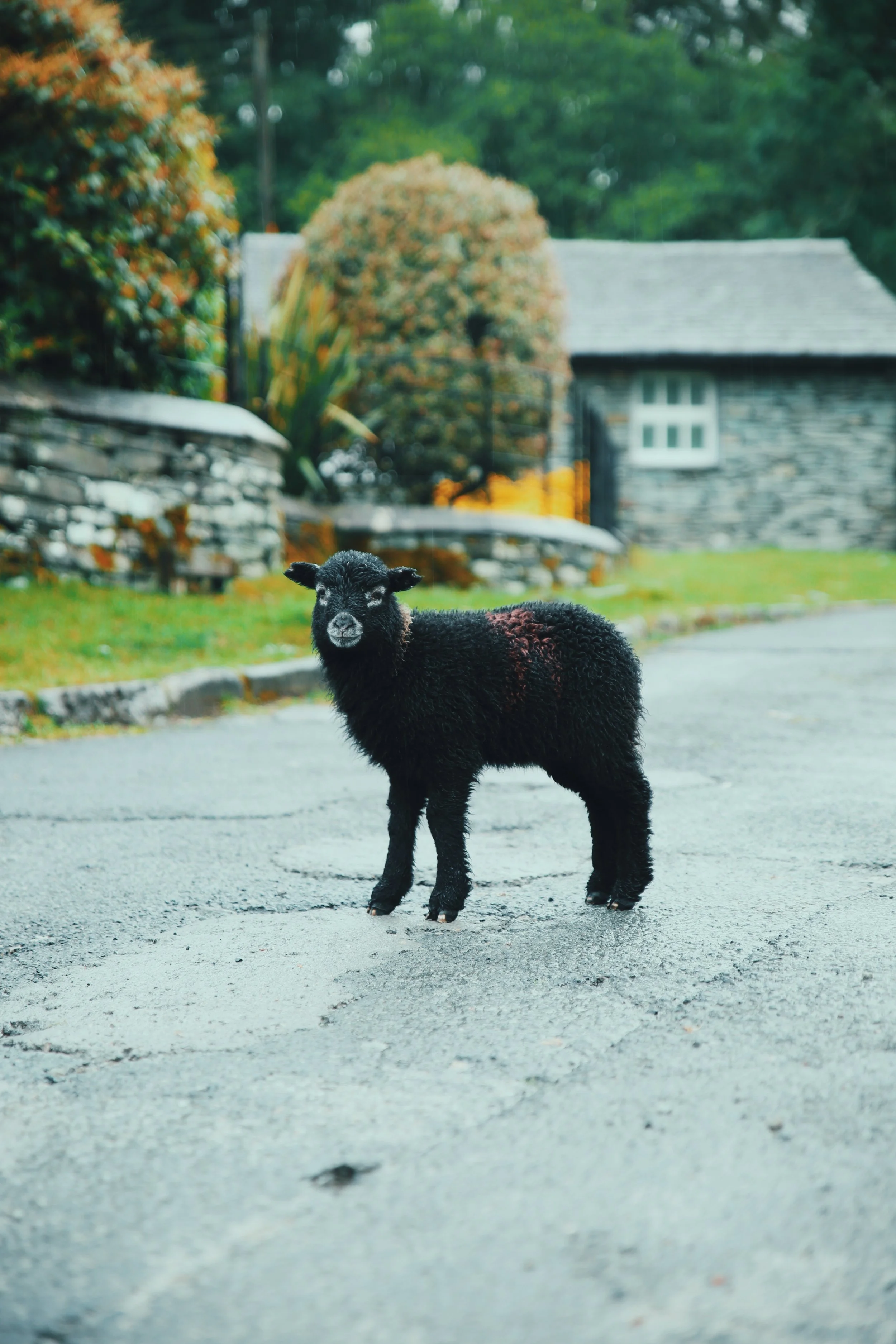 lamb.JPG