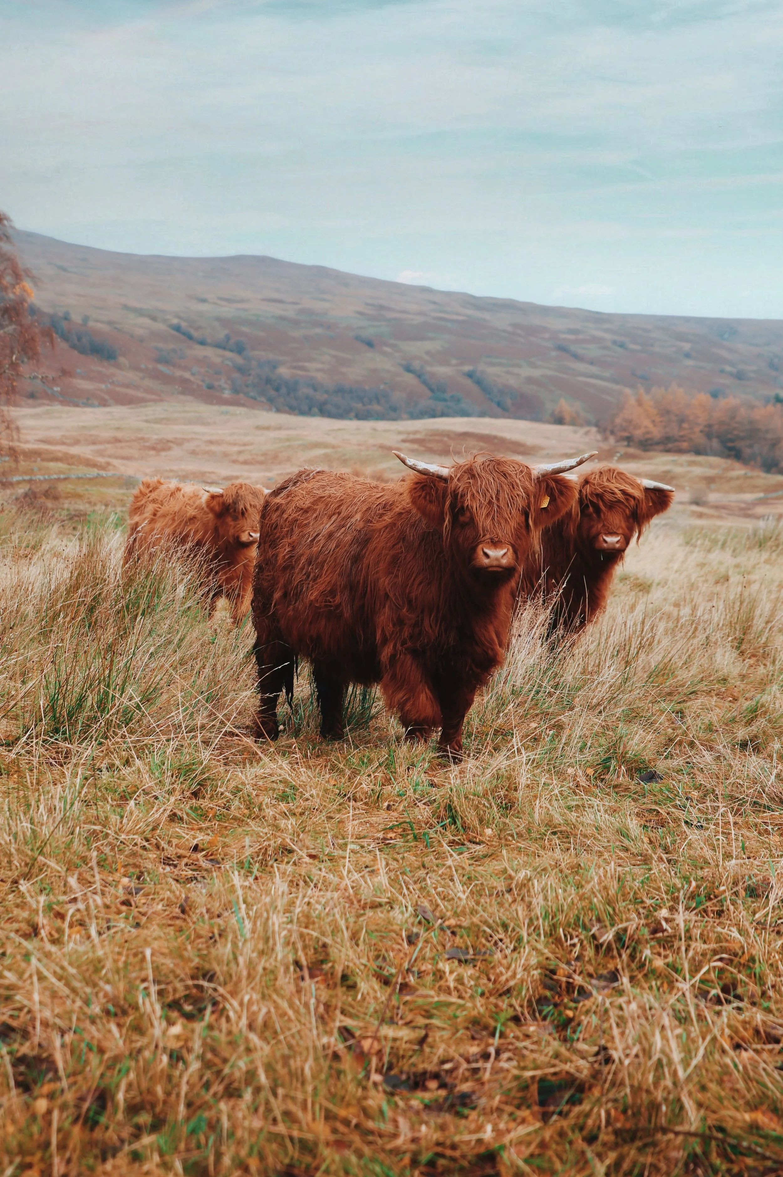 coos.JPG