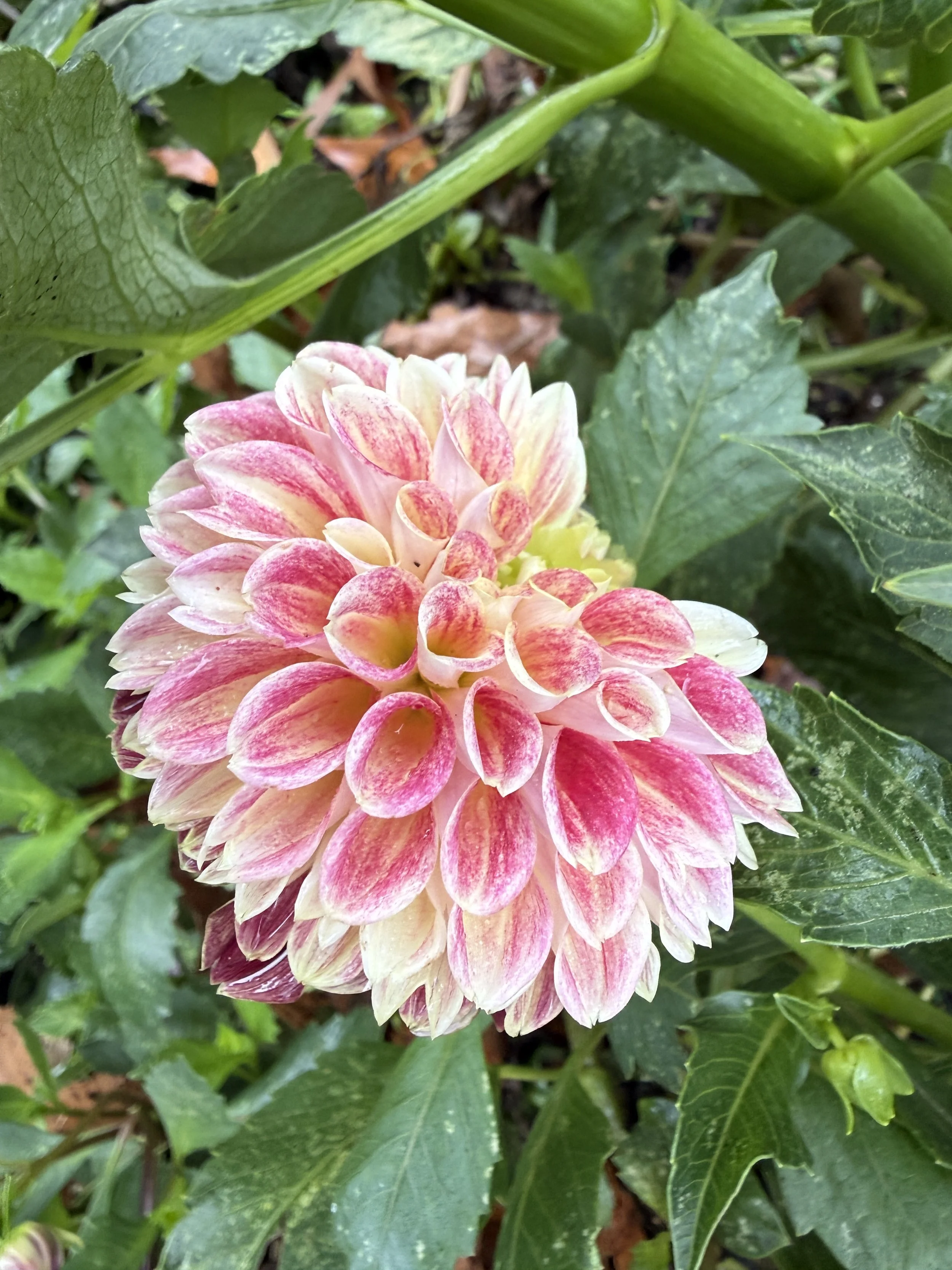 Dahlia