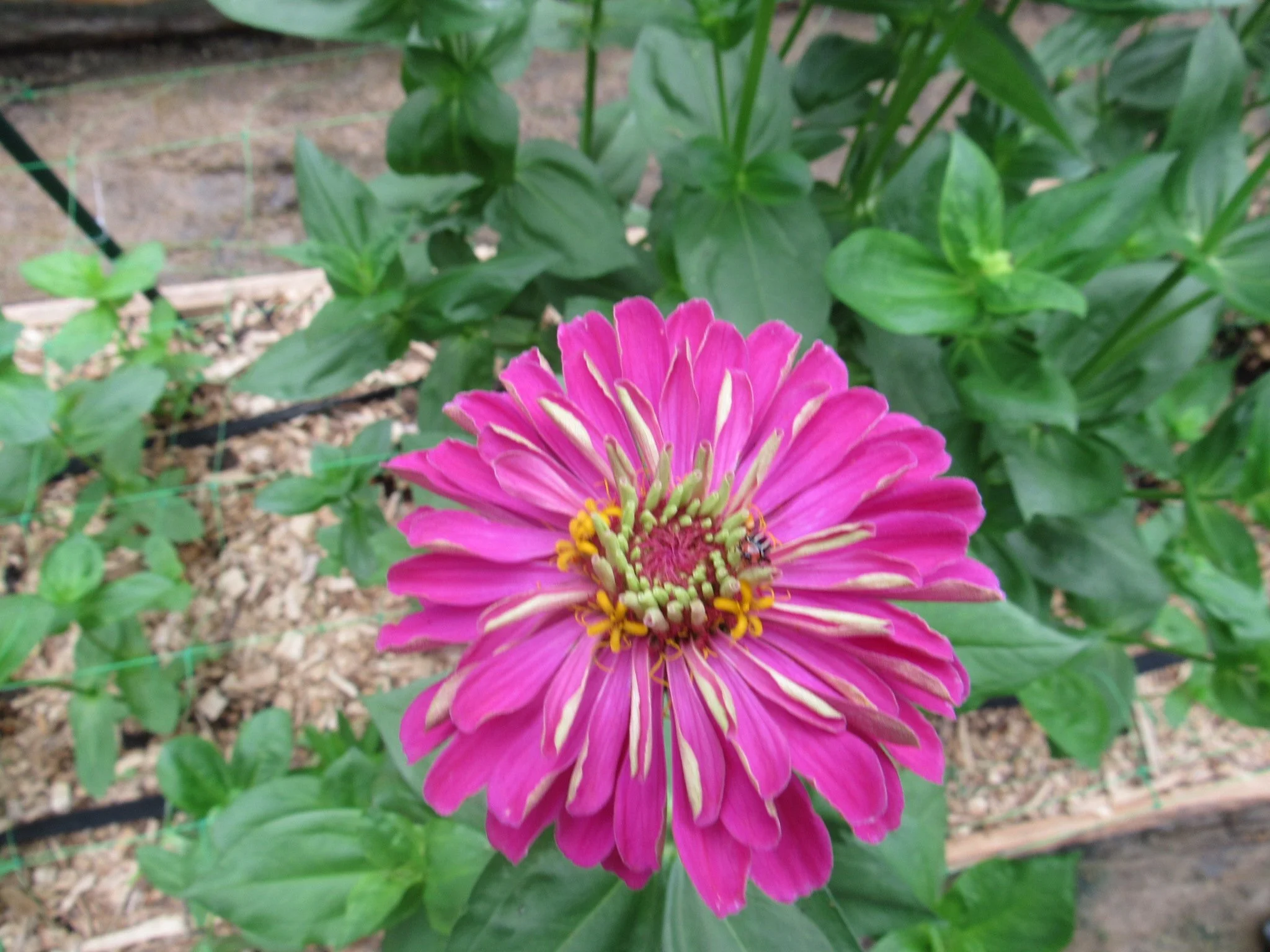 Zinnia