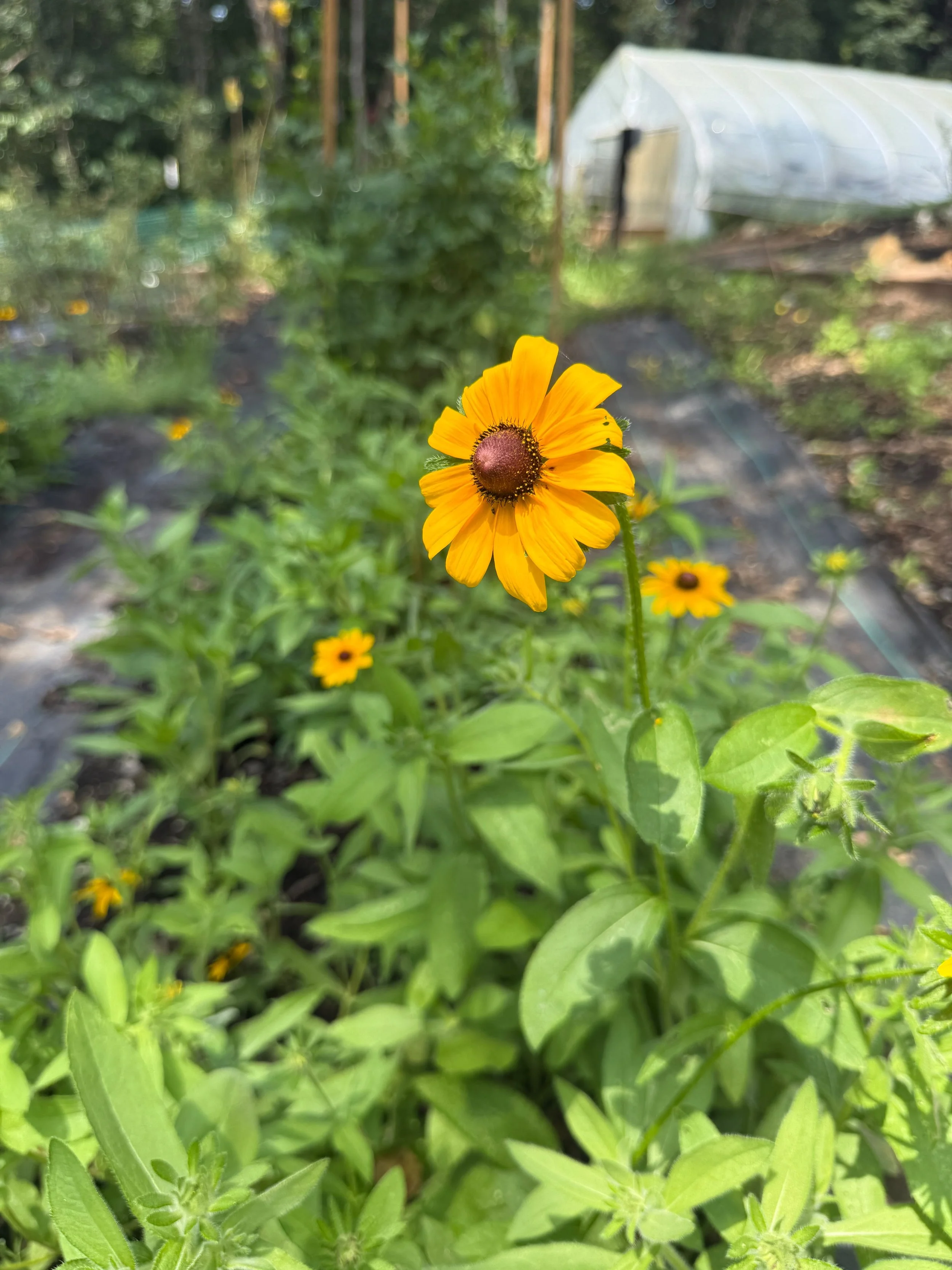 Black eyed Susan