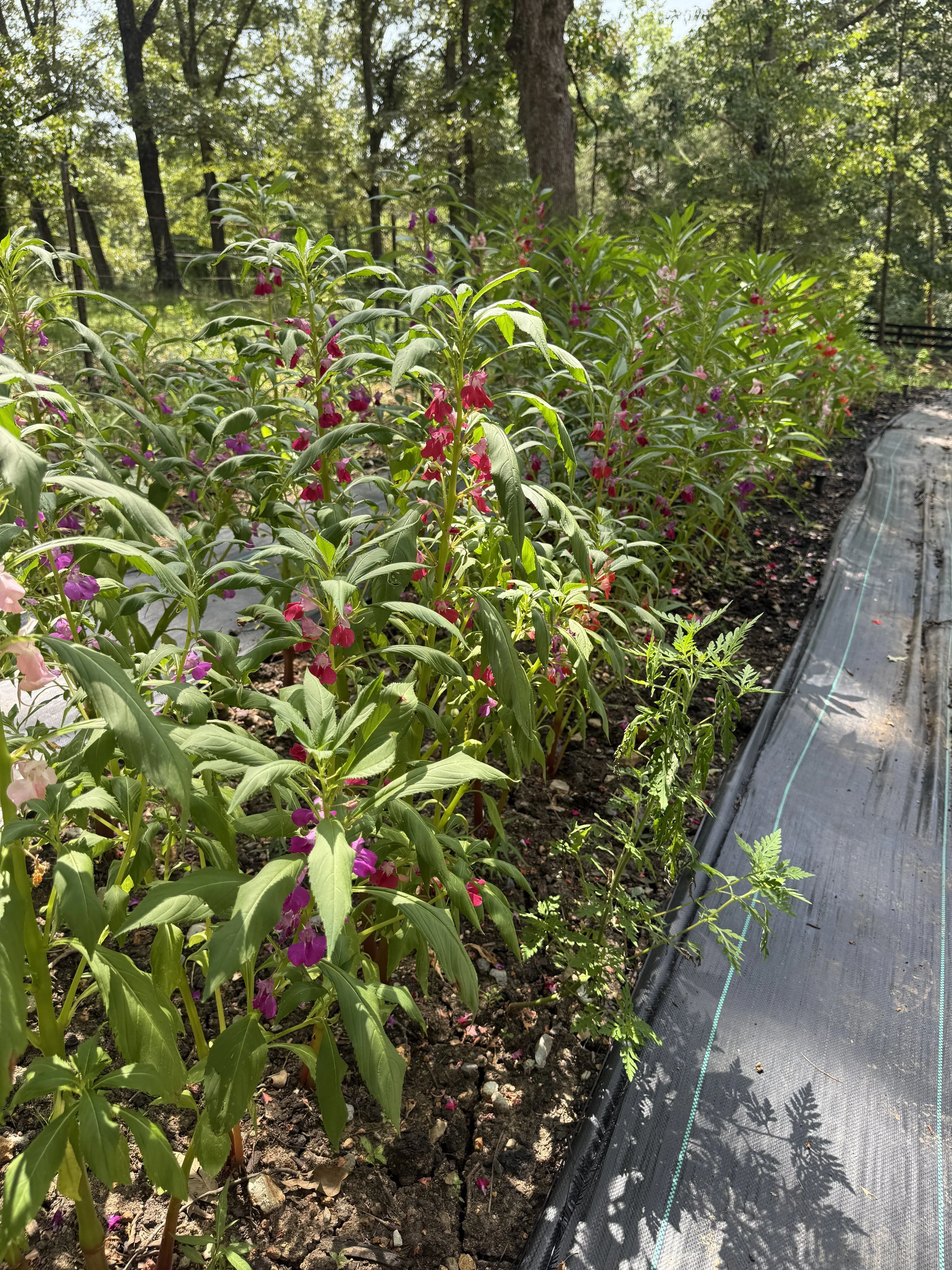 Balsam 