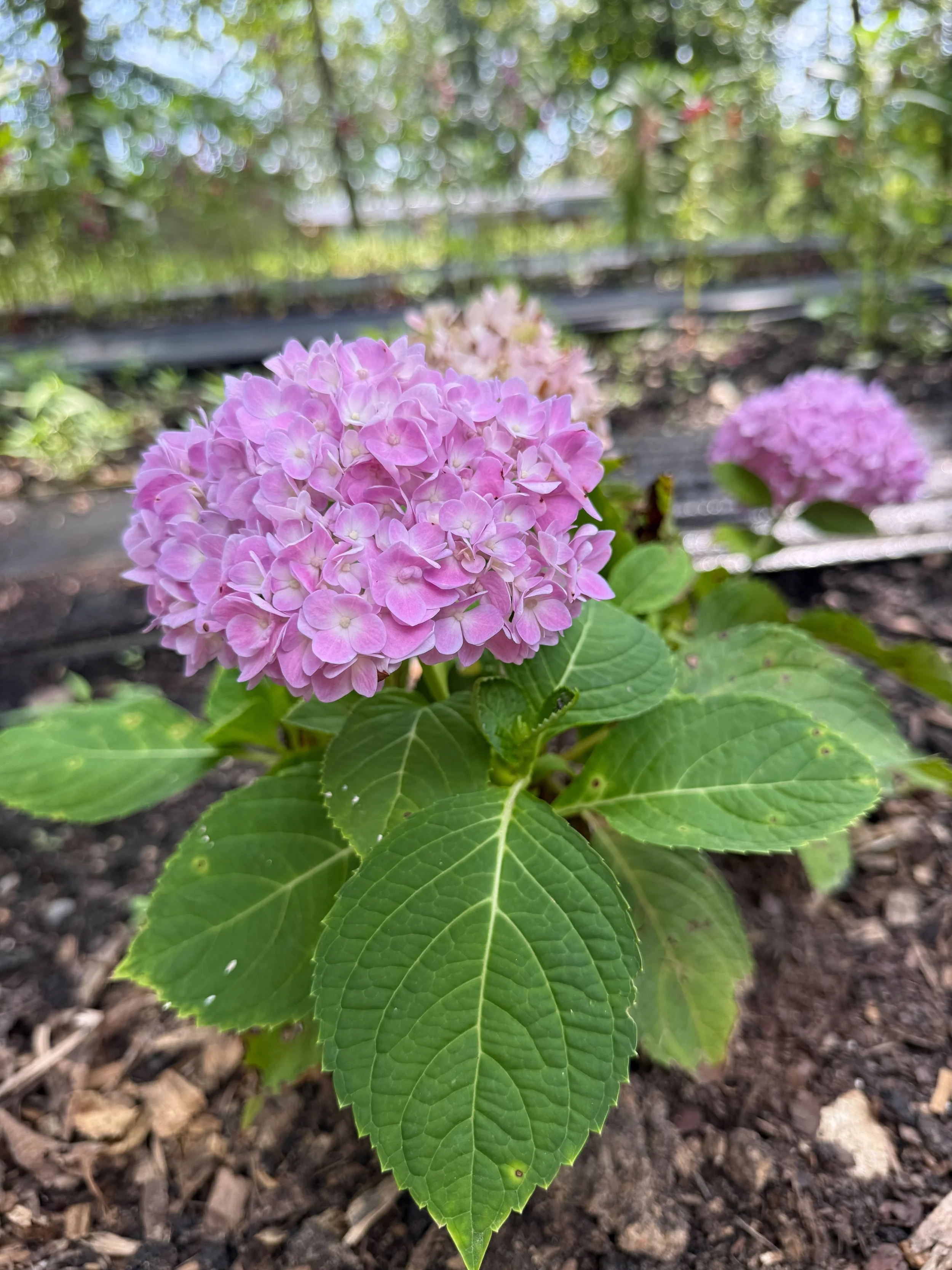 Hydrangeas 