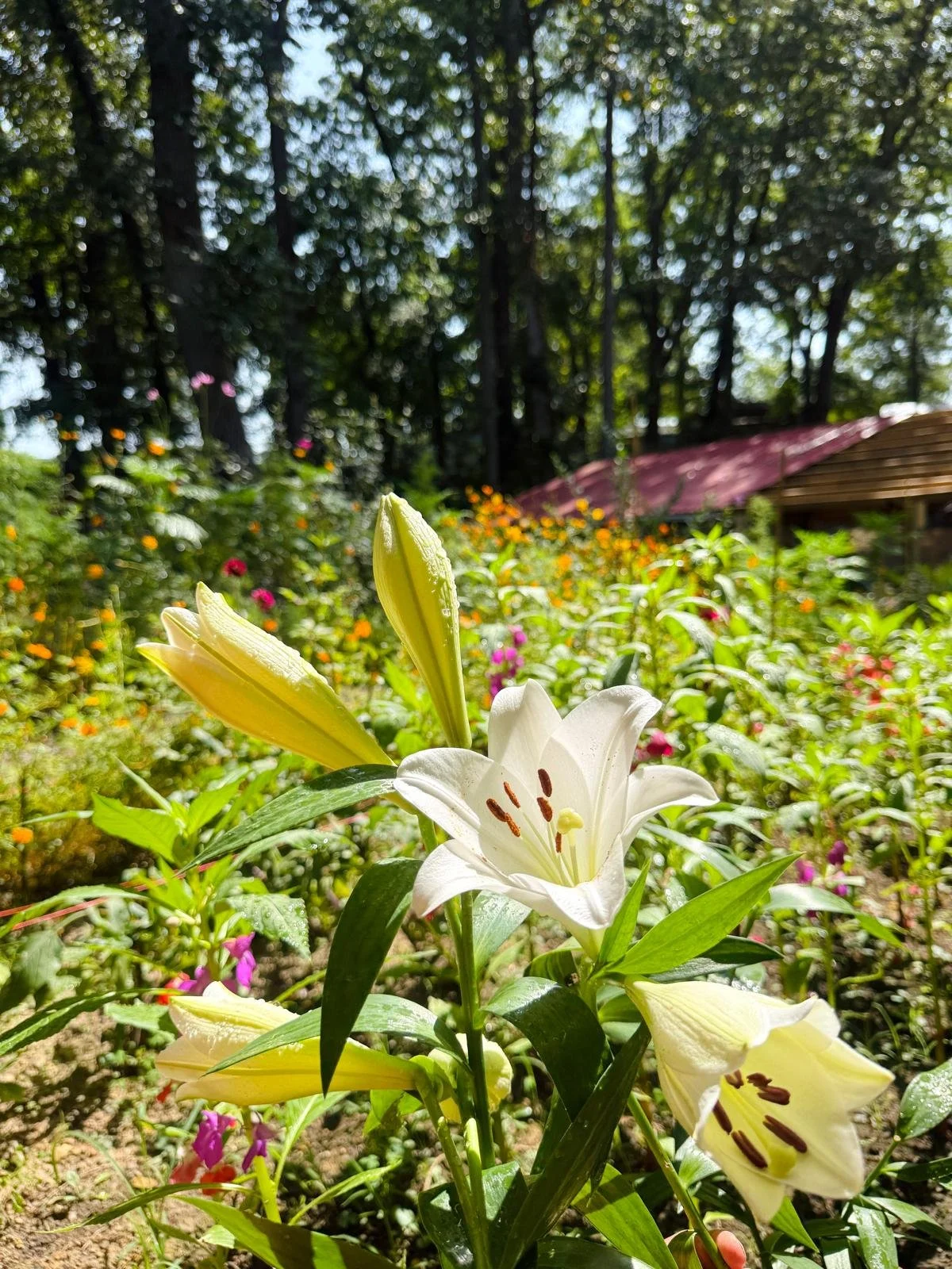 Lilies