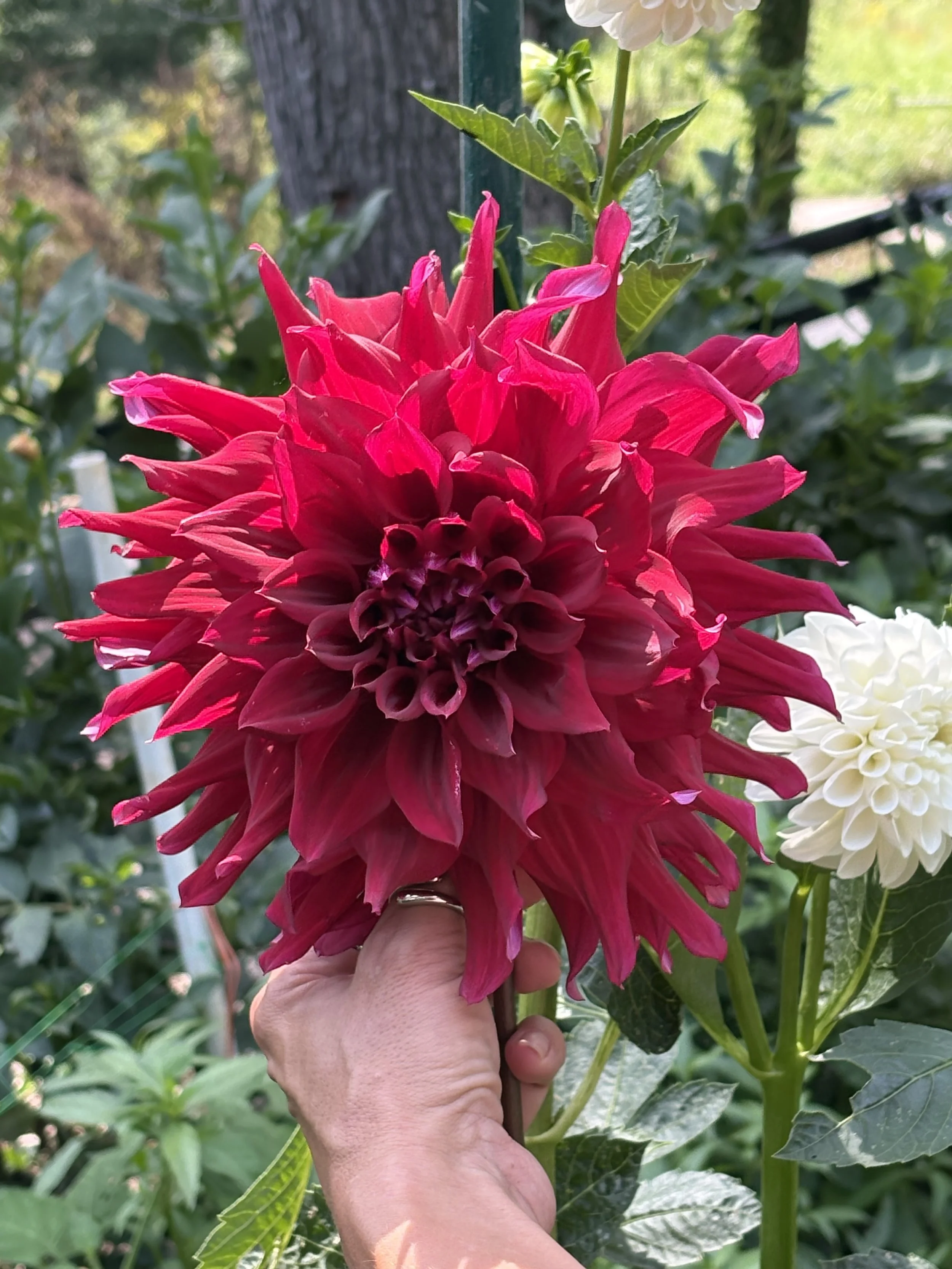 Dinner-plate dahlia