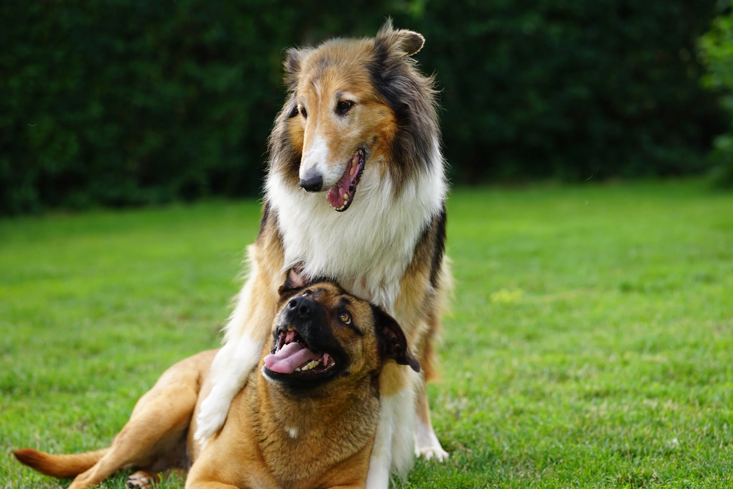Two dogs playing in a clean yard after recurring dog poop removal.
