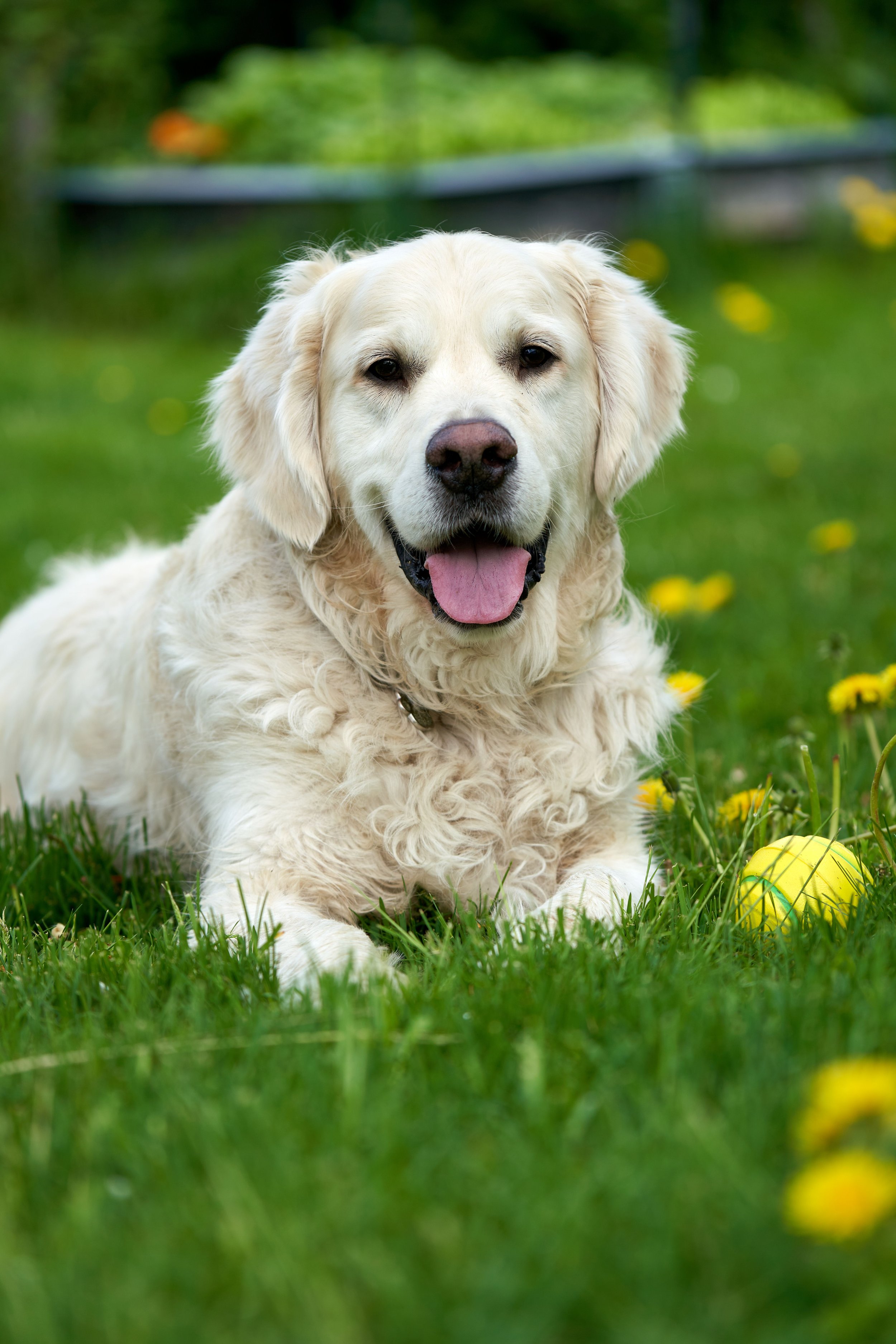Golden retriever enjoying a clean yard maintained with weekly pooper scooper service.