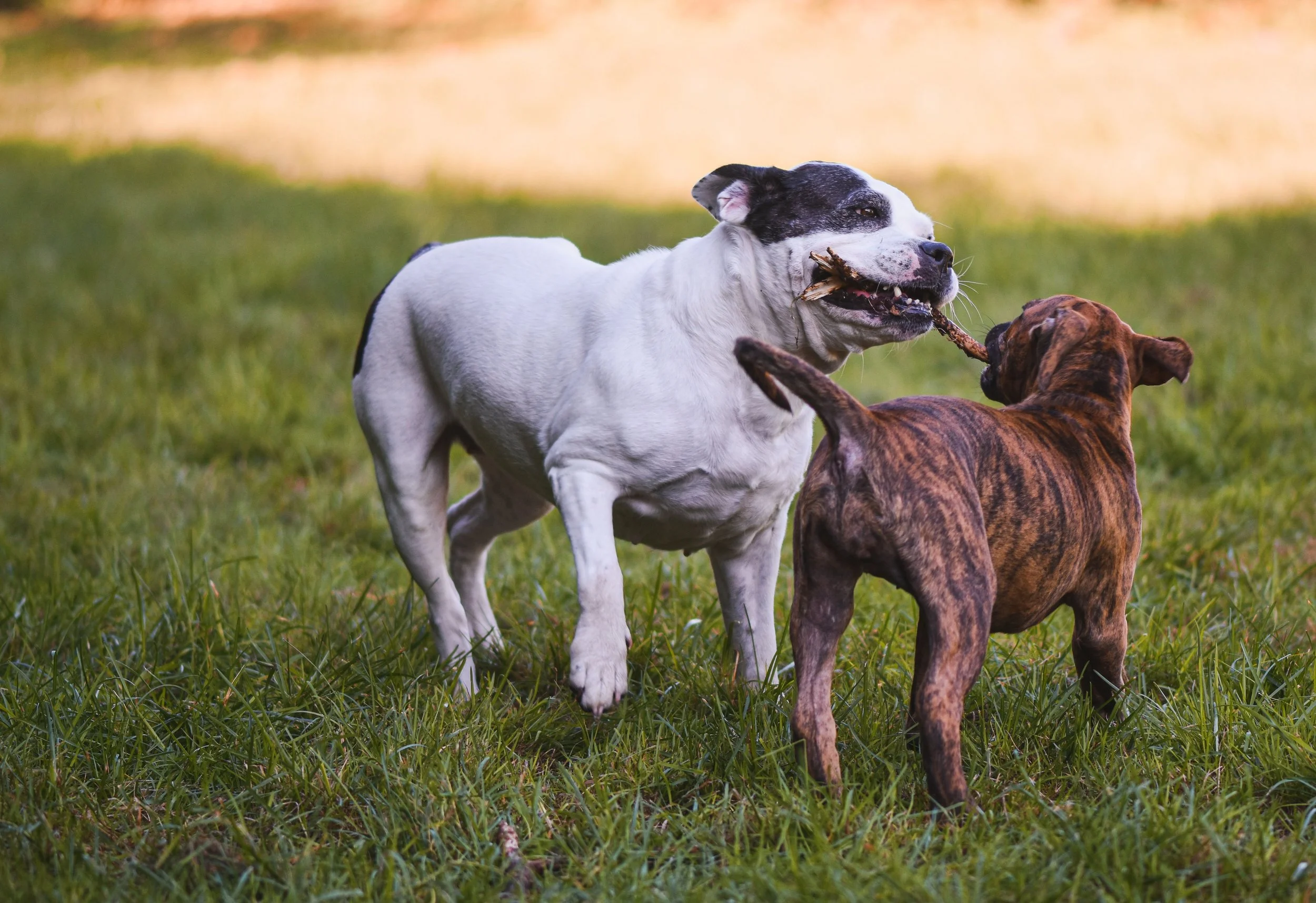 Dogs playing on a clean lawn after weekly yard pet waste cleanup.