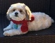Small fluffy white dog wearing a red scarf, lying on a dark surface.