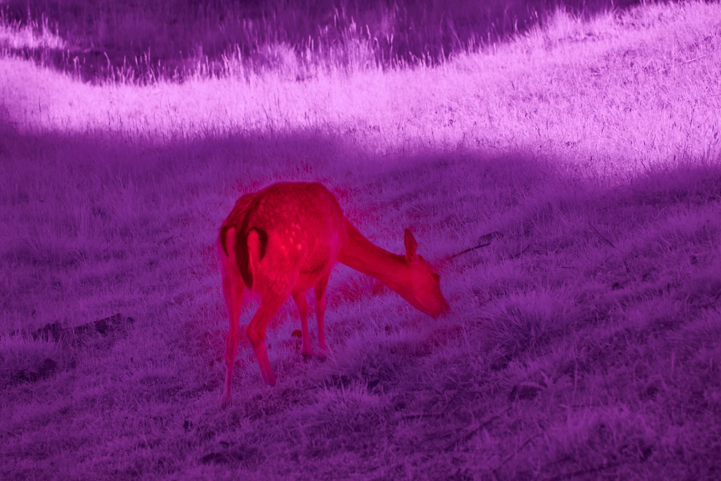 A female animal, possibly a dog, grazing on purple grass with purple lighting.