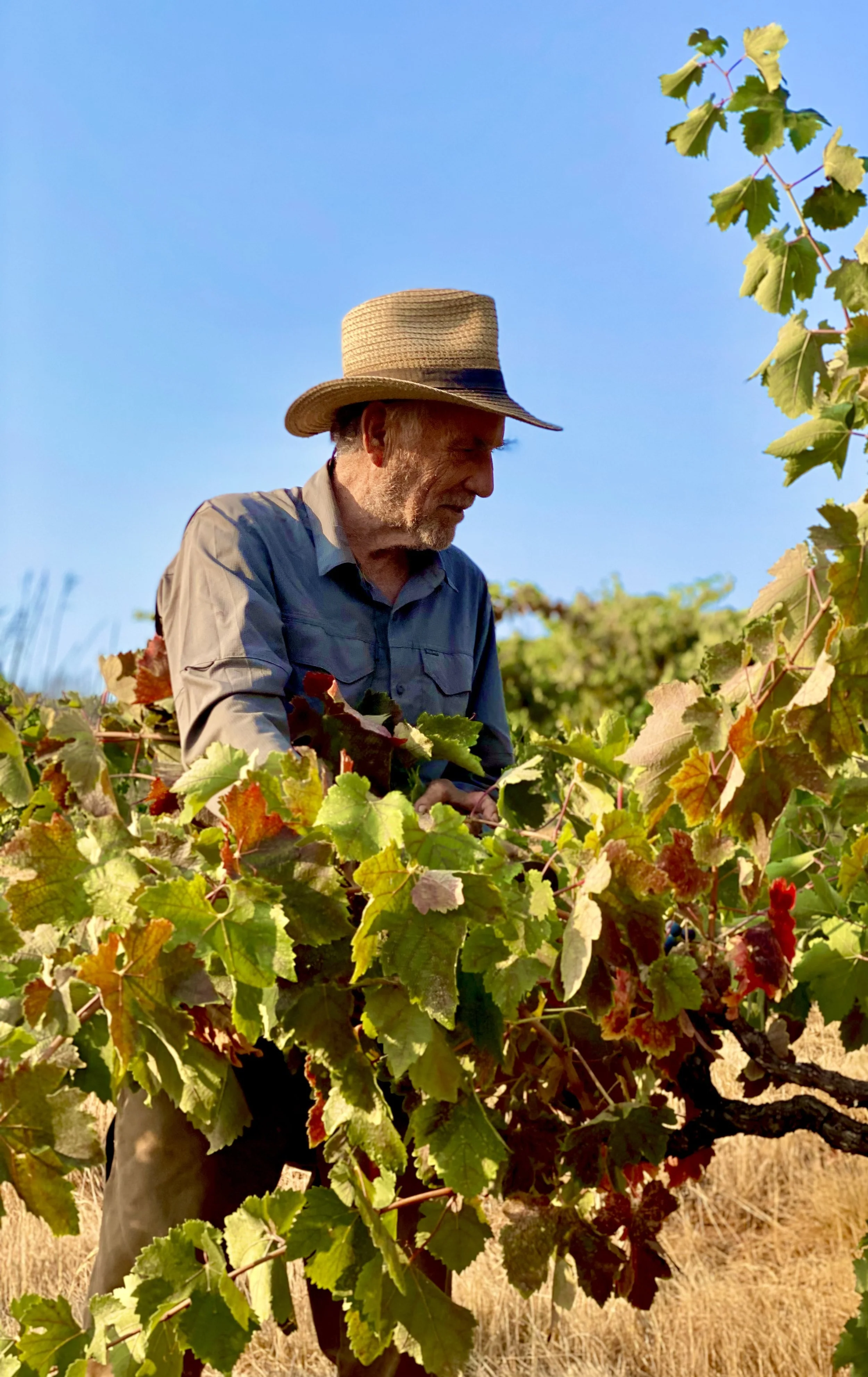 A man wearing a straw hat and light-colored shirt is inspecting grapevines in a vineyard under a clear blue sky.