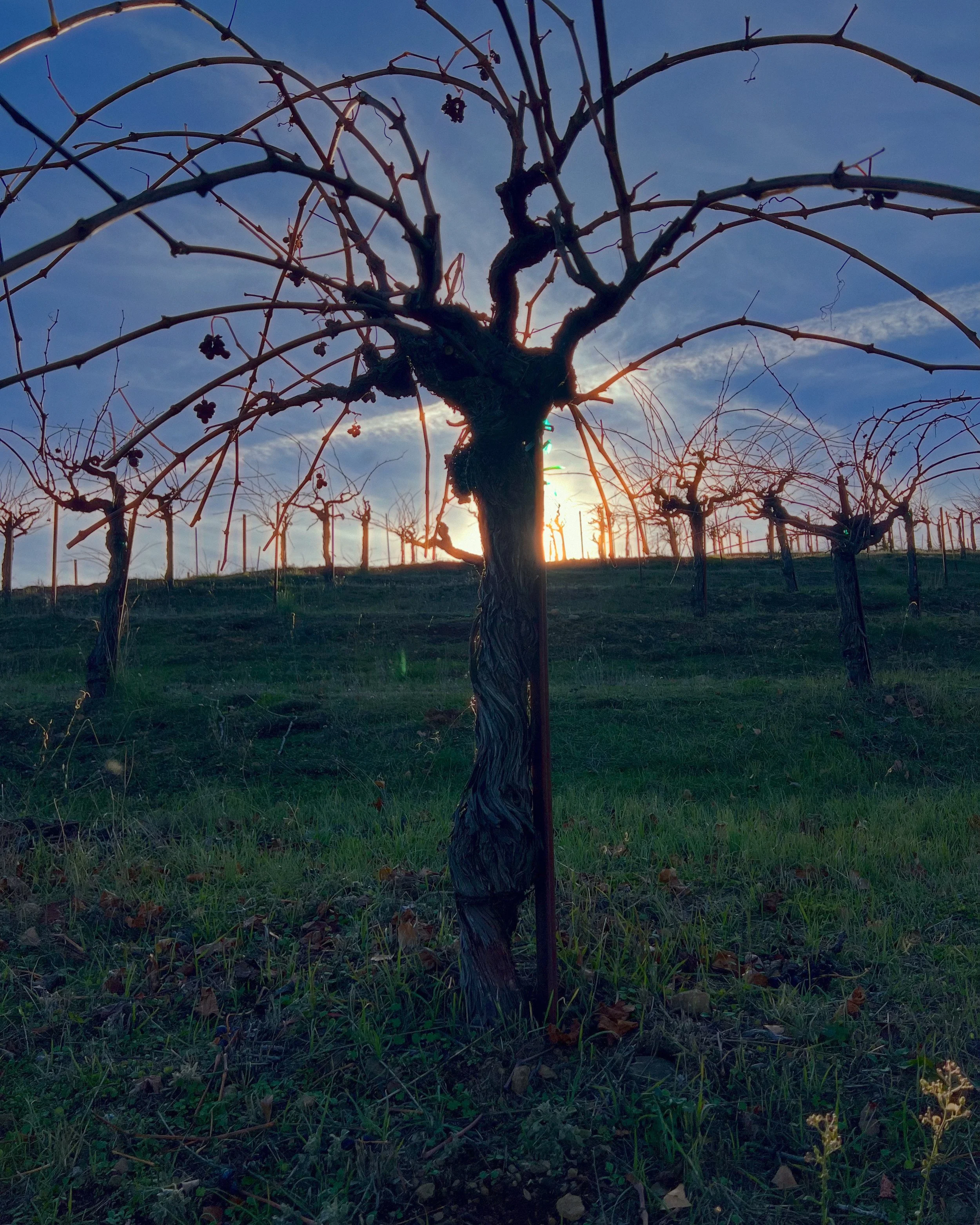 Zinfandel