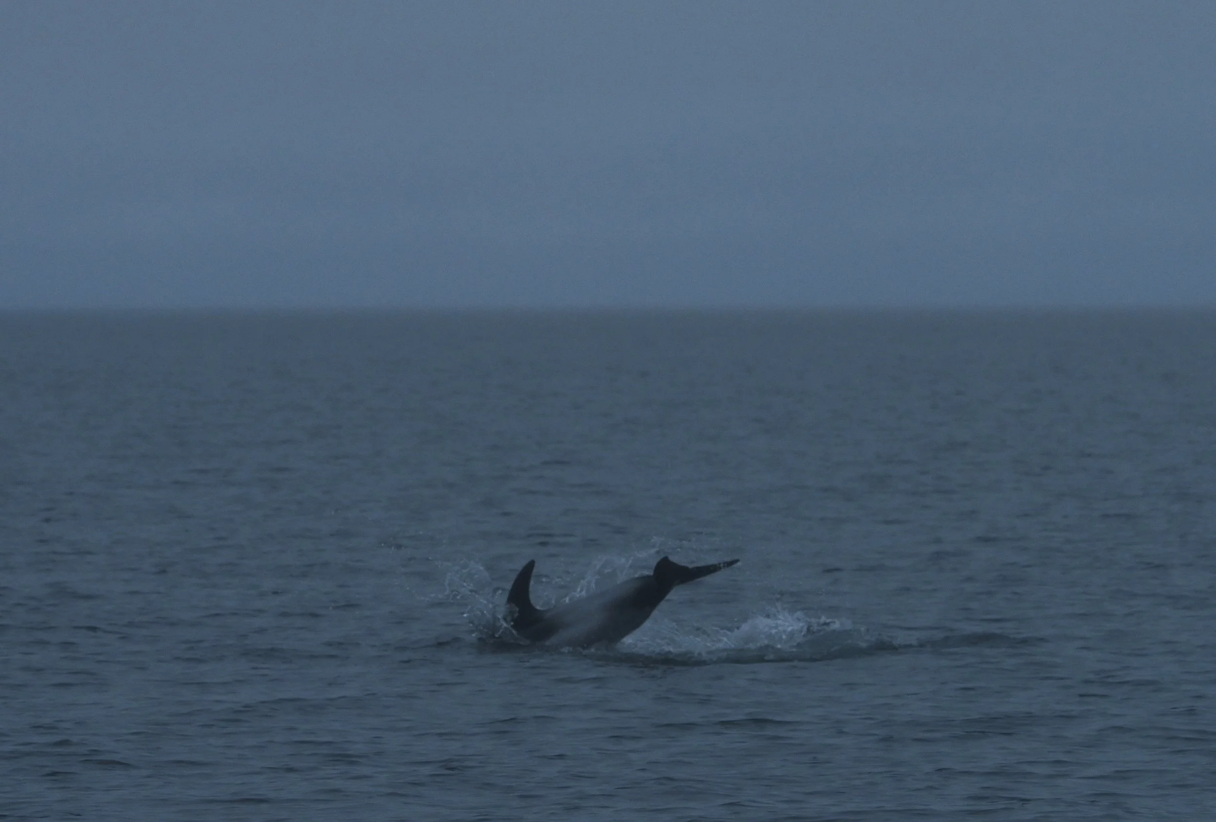 DSC_5095.jpg