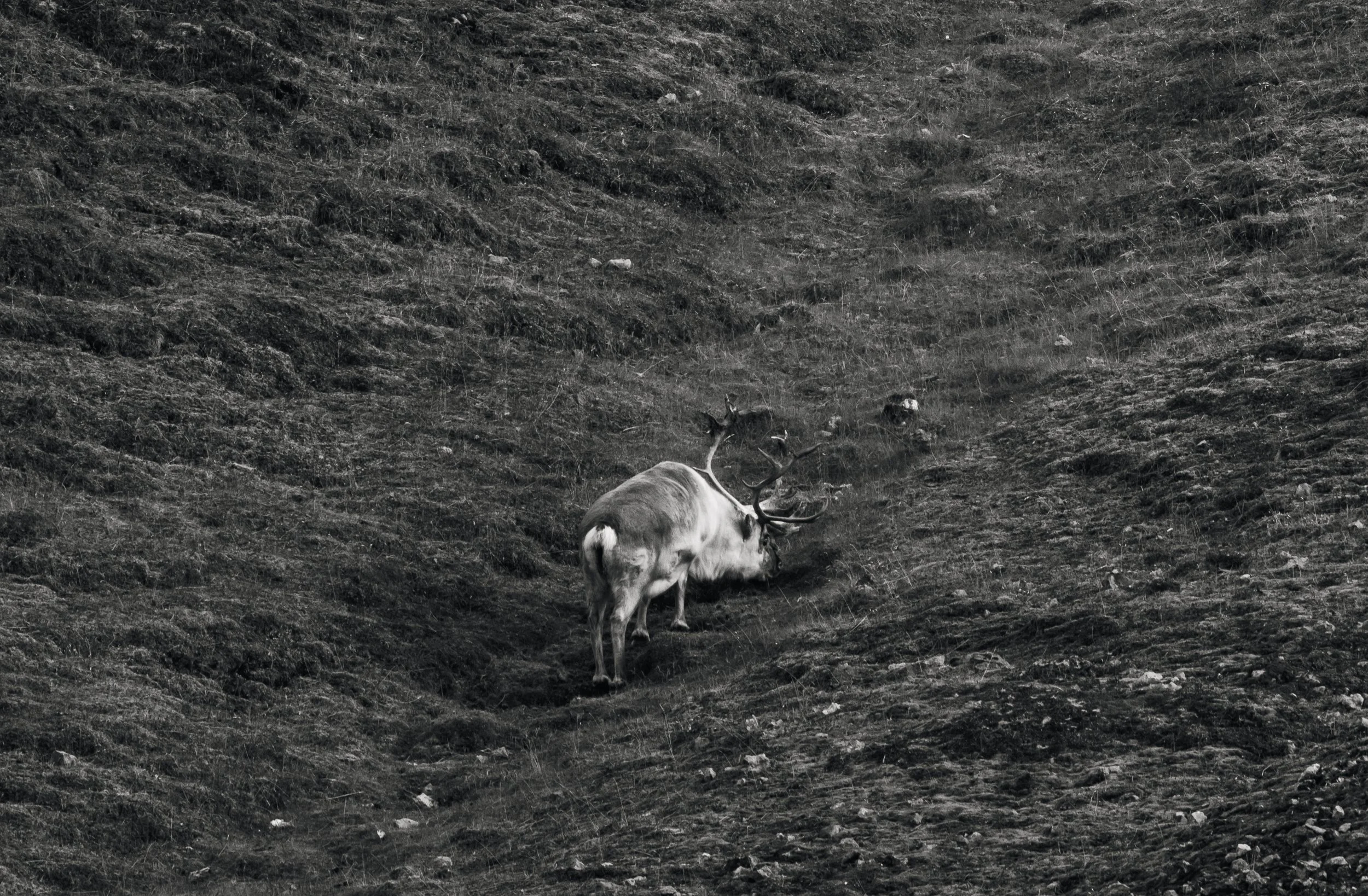 DSC_4809.jpg