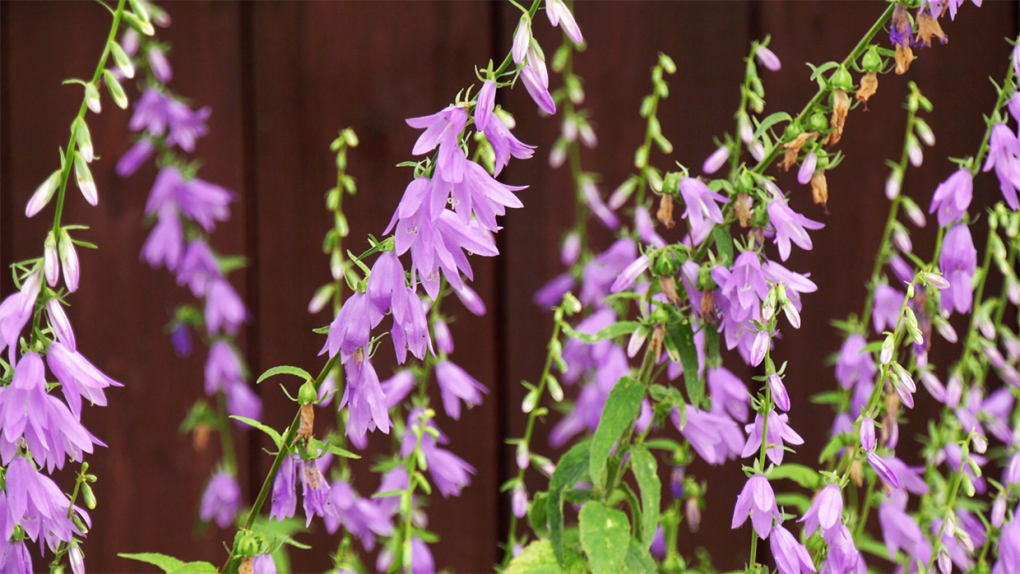 Battling Creeping Bellflower