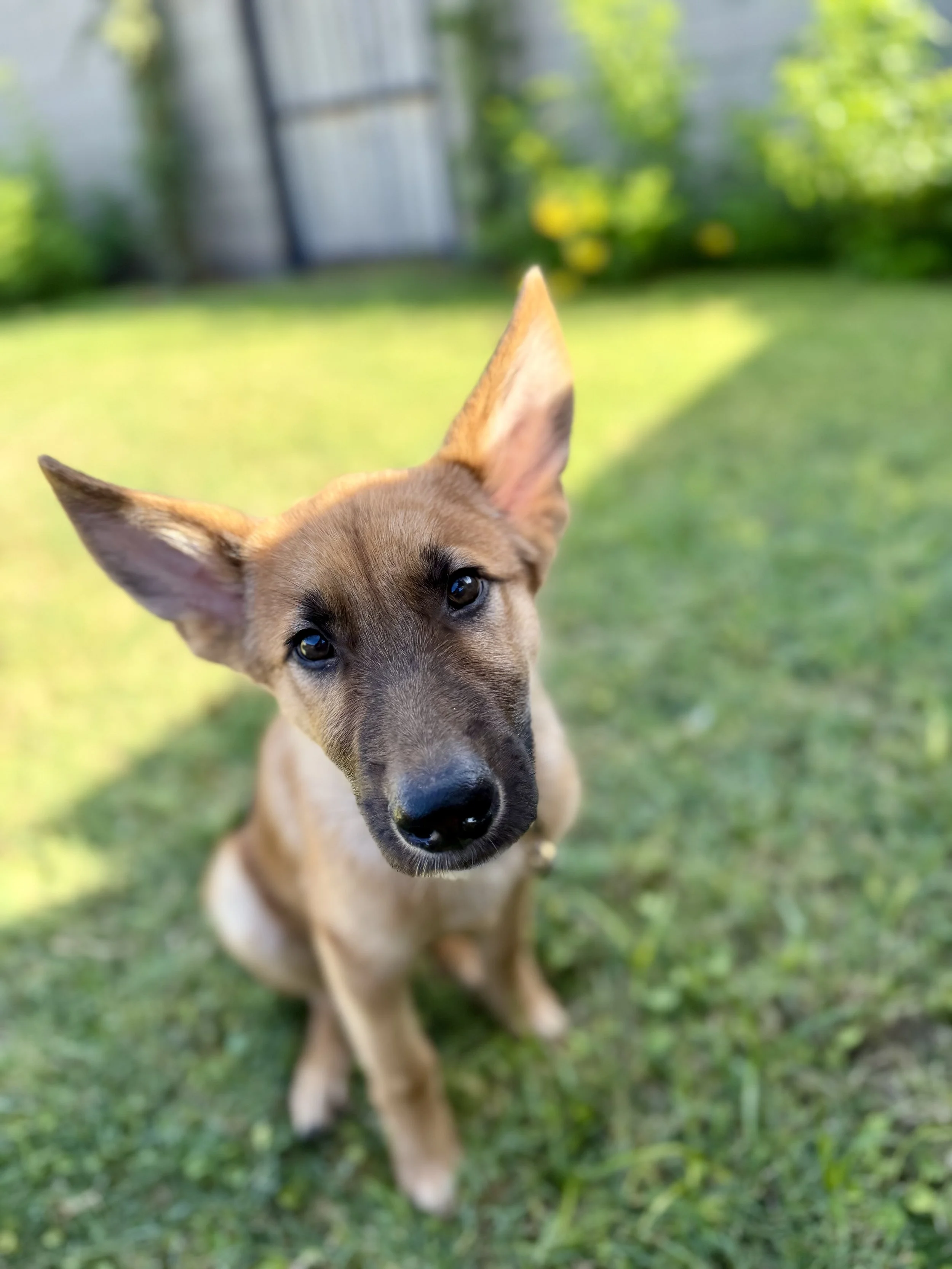 Close-up of a puppy with tan fur and large ears, standing on grass in a backyard with a blurred fence and foliage in the background.