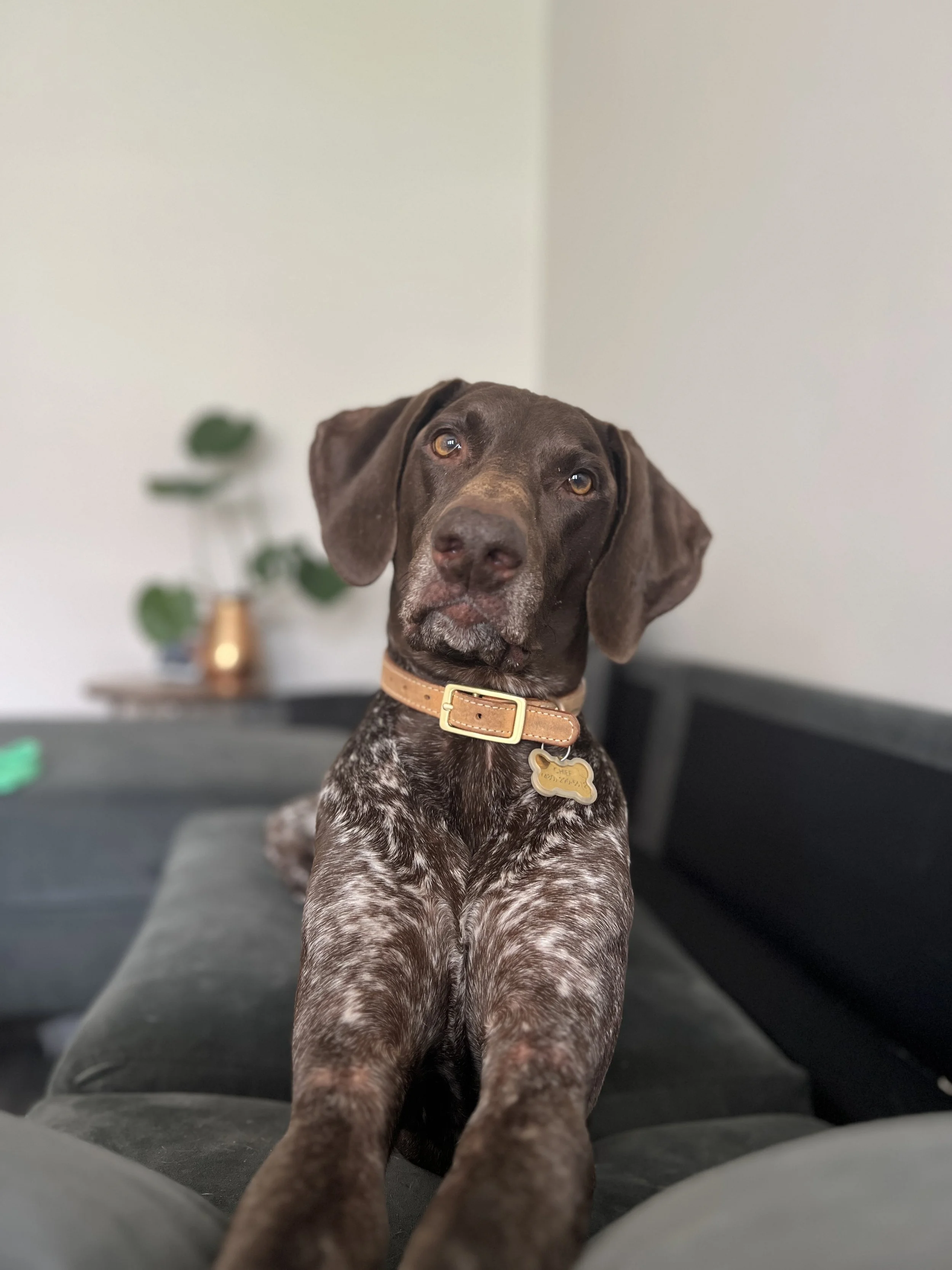 A brown and white speckled dog sitting on a person's lap, looking at the camera, with a white wall and a blurred potted plant in the background.