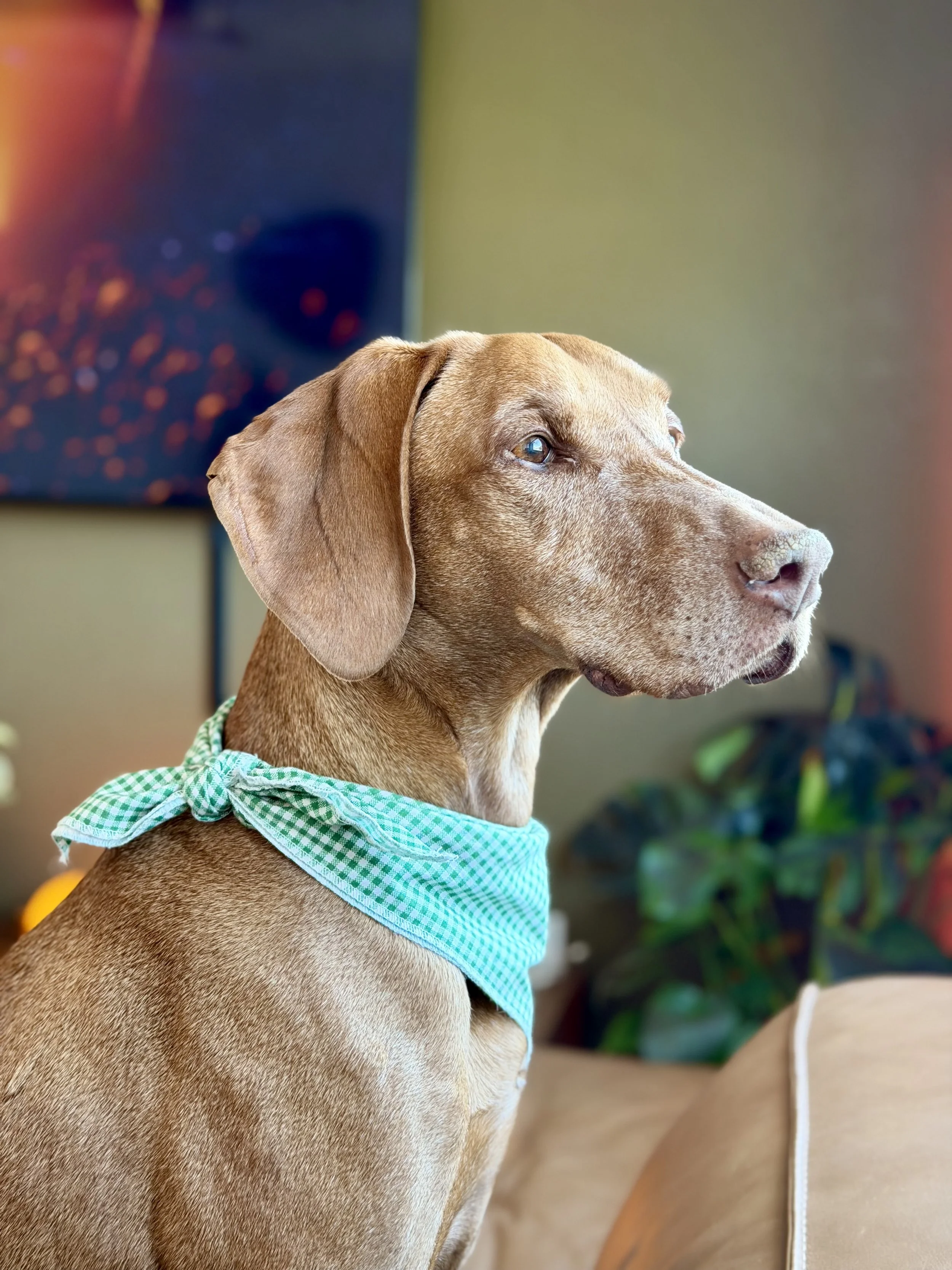 A brown dog with blue eyes wearing a green and white checkered bandana looking to the right, indoors with a blurred background of a colorful painting and houseplants.