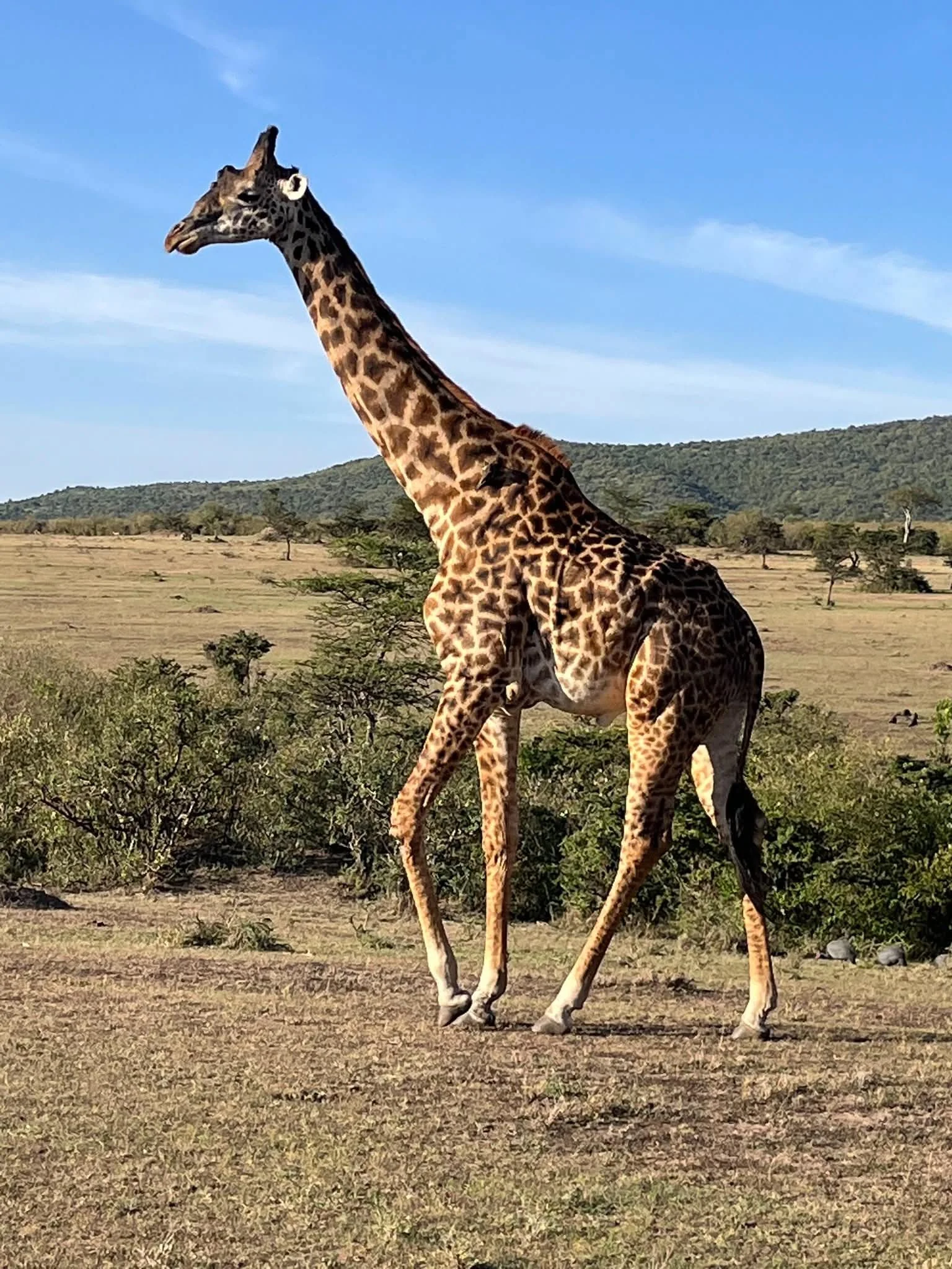 A giraffe standing in a savannah landscape with trees and hills in the background under a blue sky.