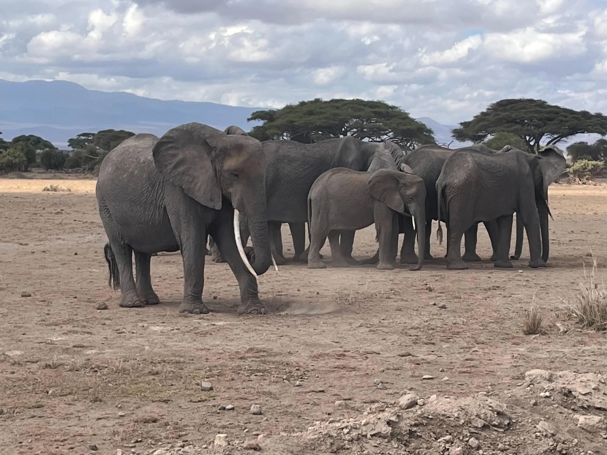 A herd of elephants standing on dry ground in a savannah landscape, with trees and mountains in the background under a cloudy sky.