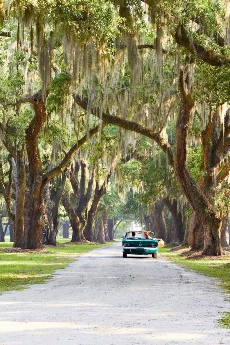 THE LOW  COUNTRY