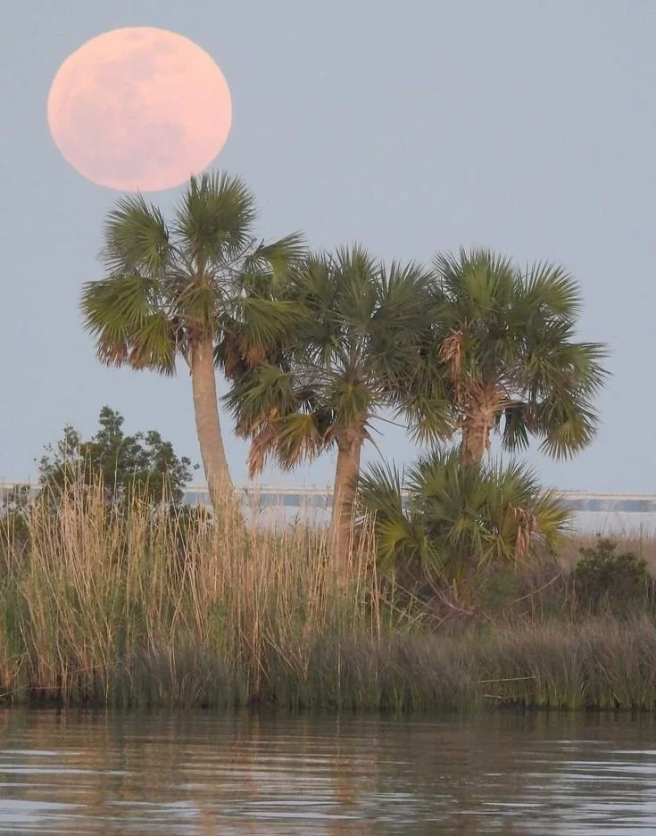 THE PALMETTO