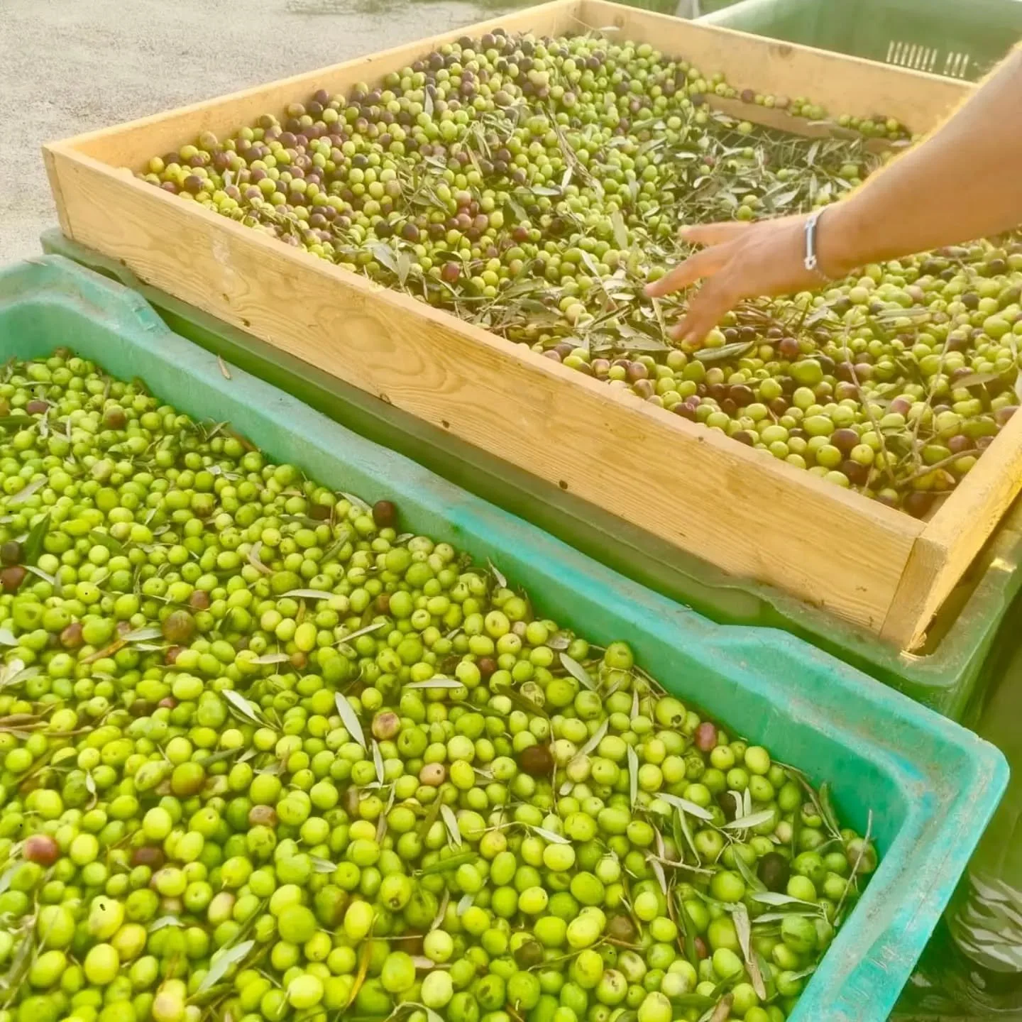 Hand-picked when they're just right 🫒 With love and care renders the very best Extra Virgin Olive Oil! 📩 Contact us for orders at ferrolio.oil@gmail.com