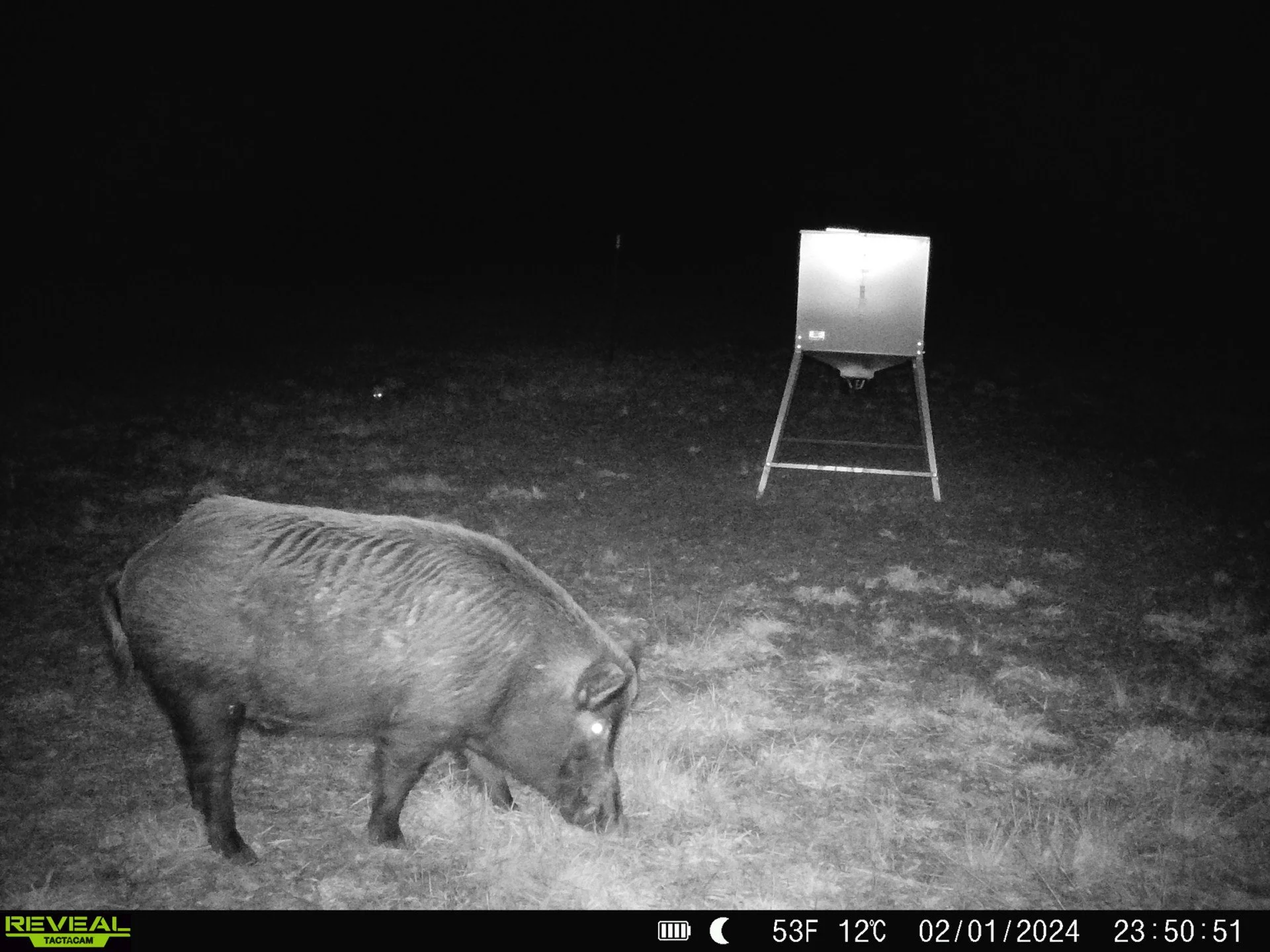 31_Hog.JPG