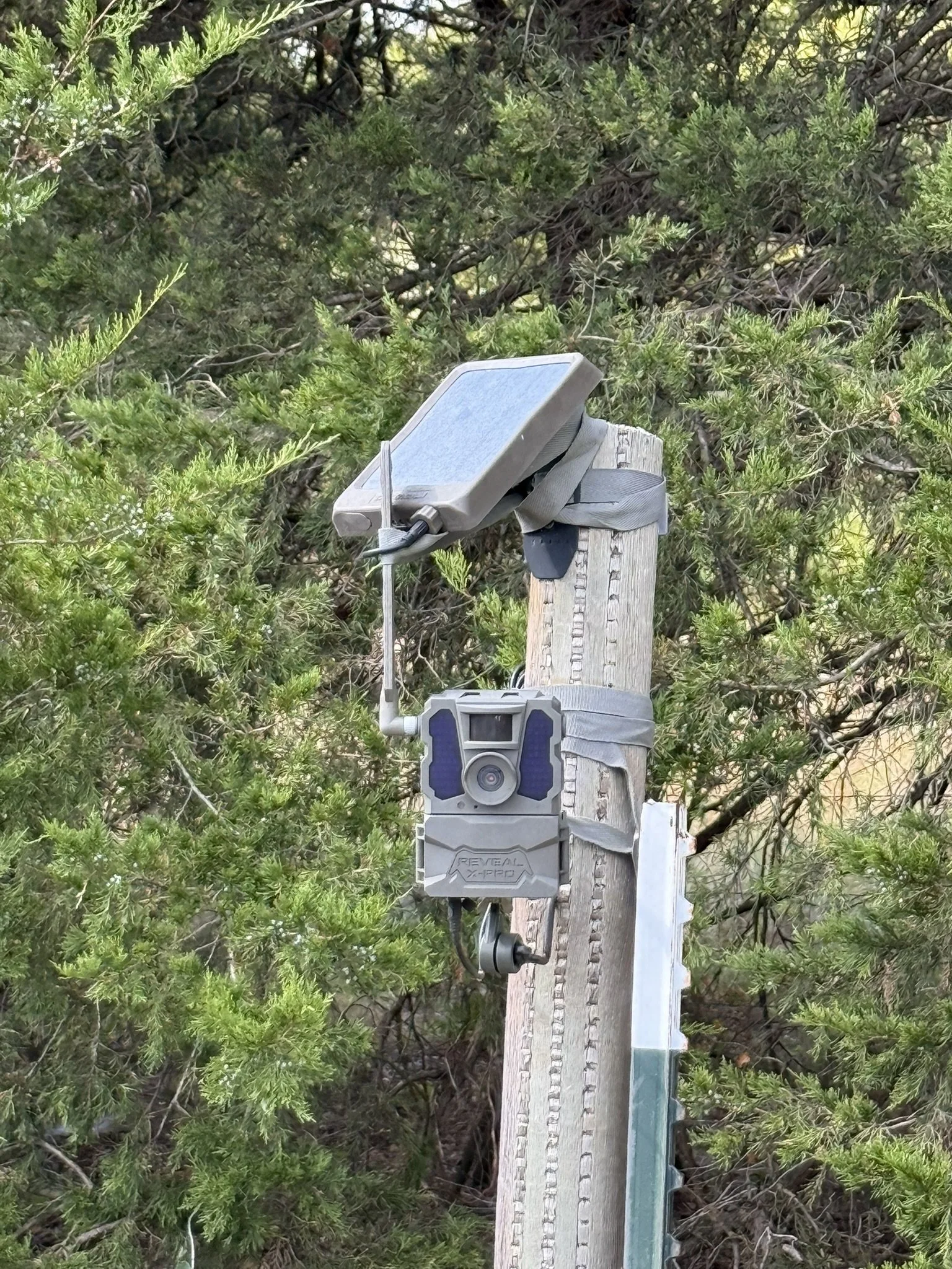 35_Game Camera.jpeg