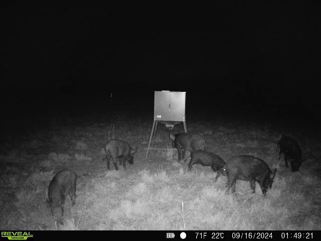Hogs Group.JPG