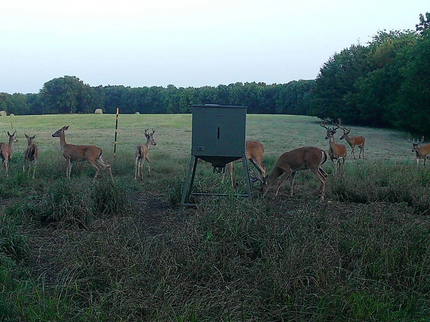 29_Deer Heard 2.JPG