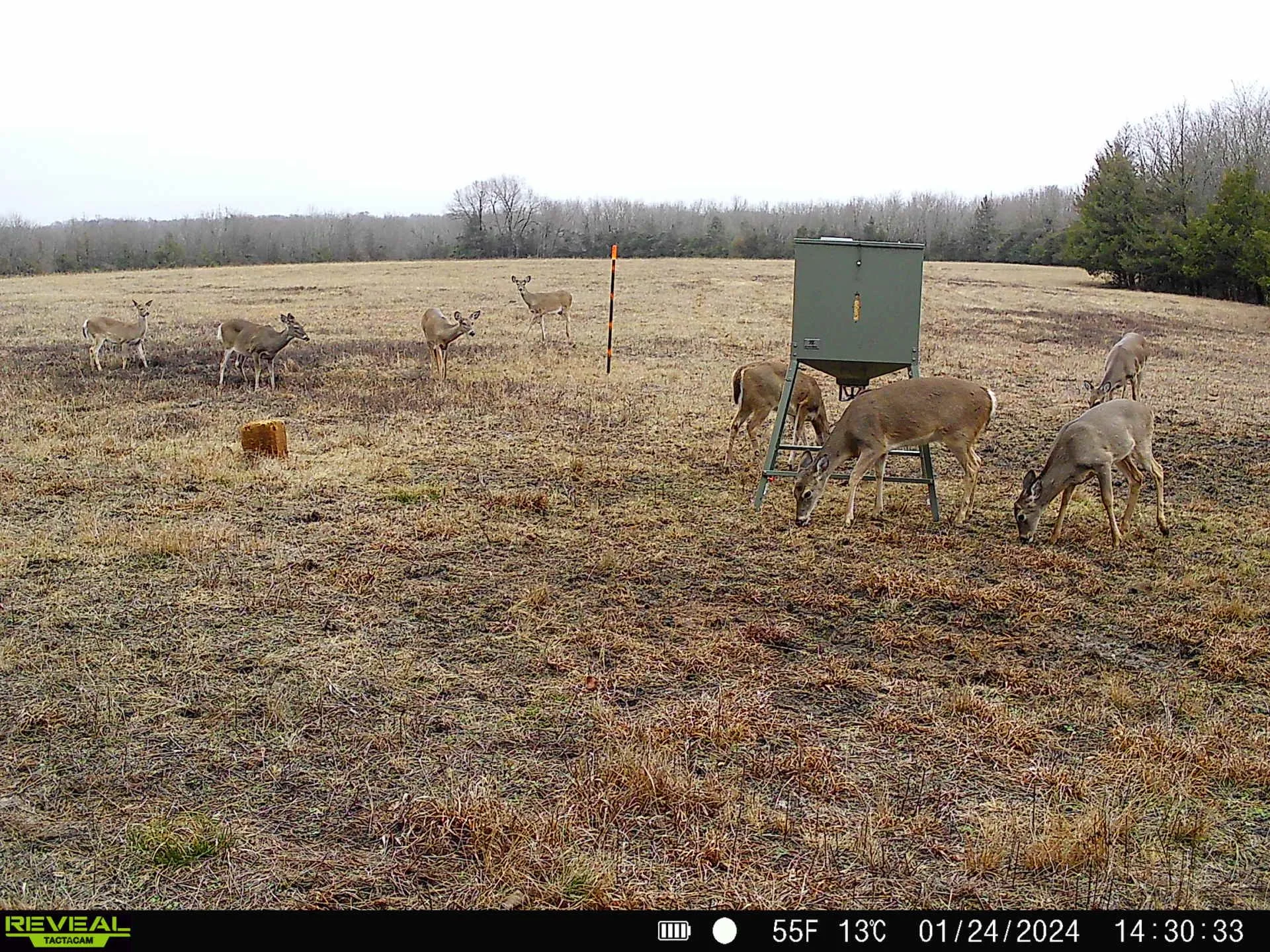 Deer Herd 1.JPG