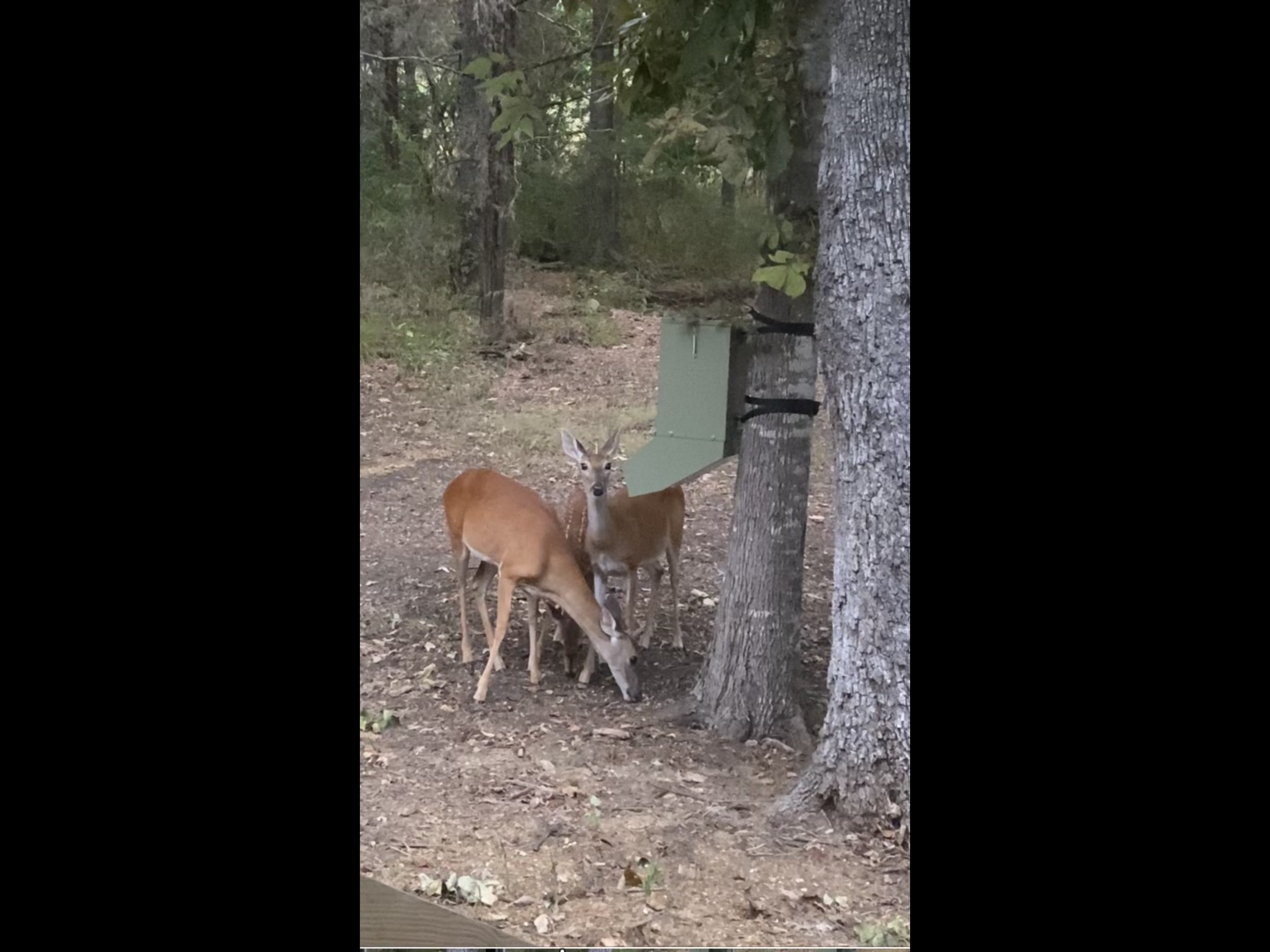 30_Deer House.PNG