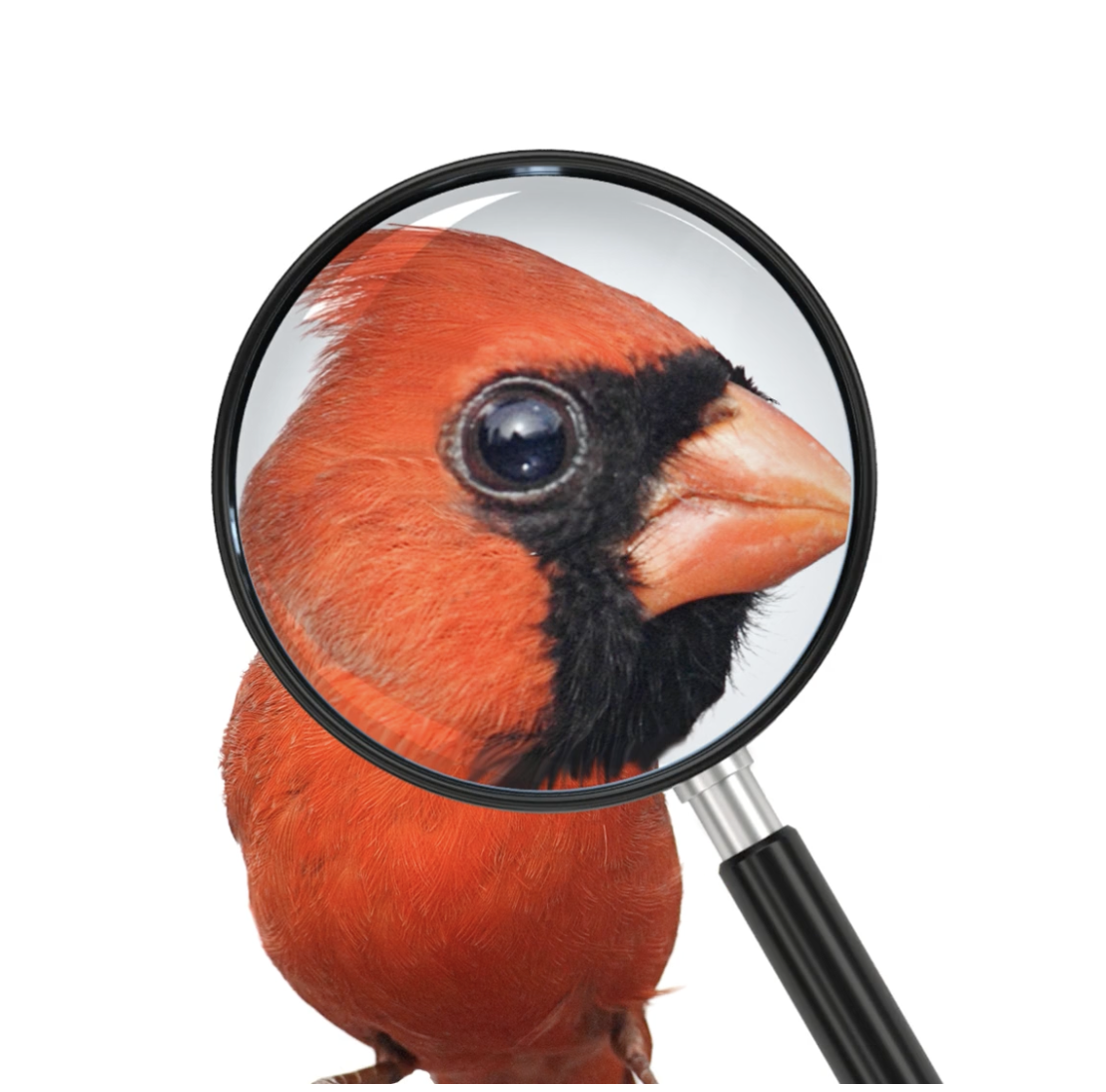 Cardinal.png