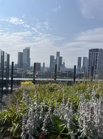 Rooftop view from the Eden