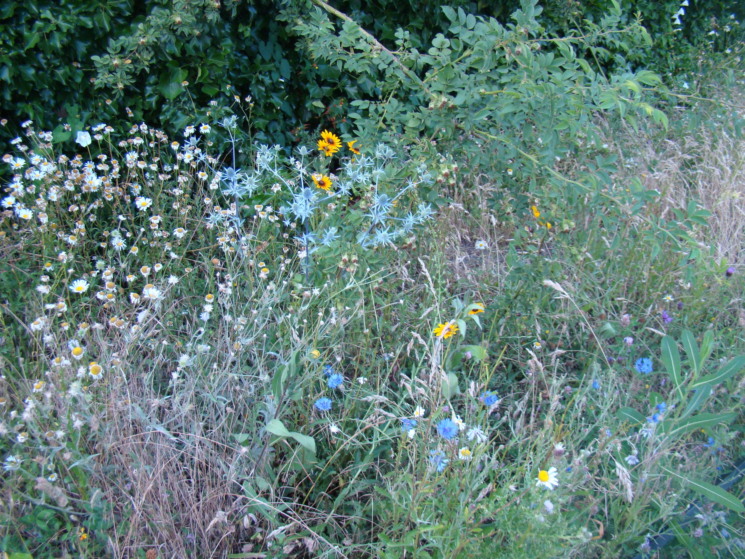 SUSTAINABILITY